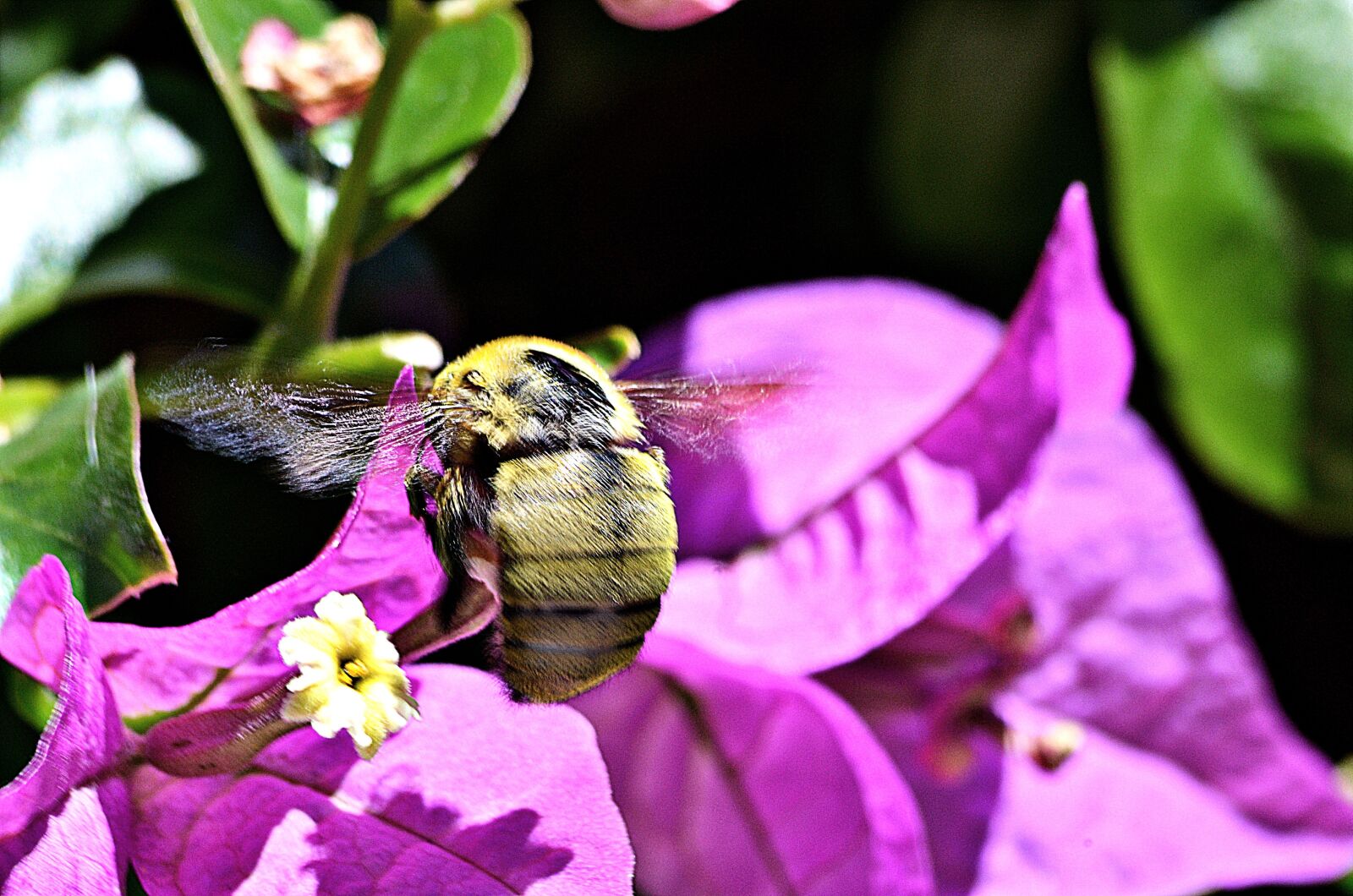 Nikon D5100 sample photo. Bourdon, insect, wings photography