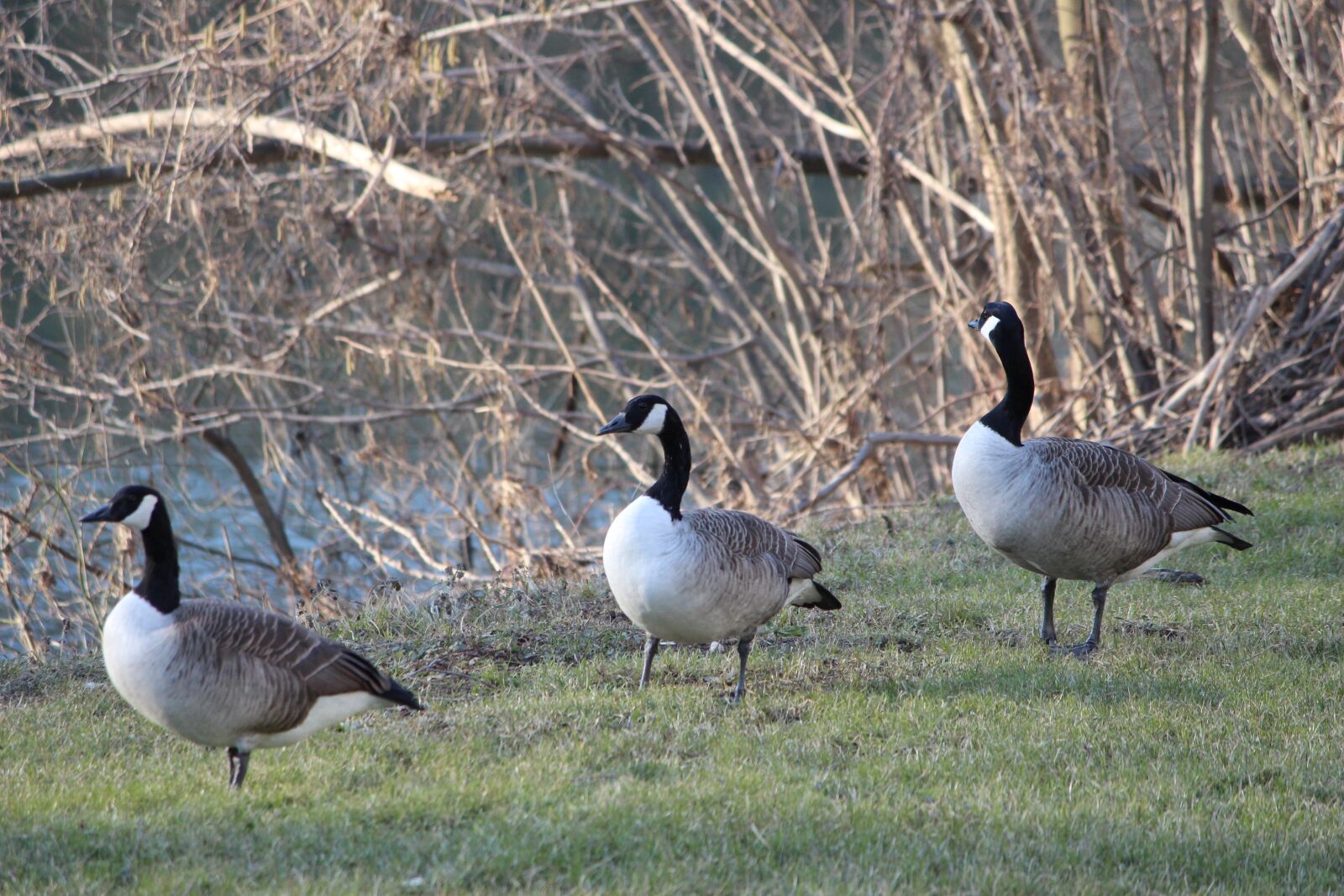 Canon EOS 600D (Rebel EOS T3i / EOS Kiss X5) sample photo. Goose, bird, nature photography