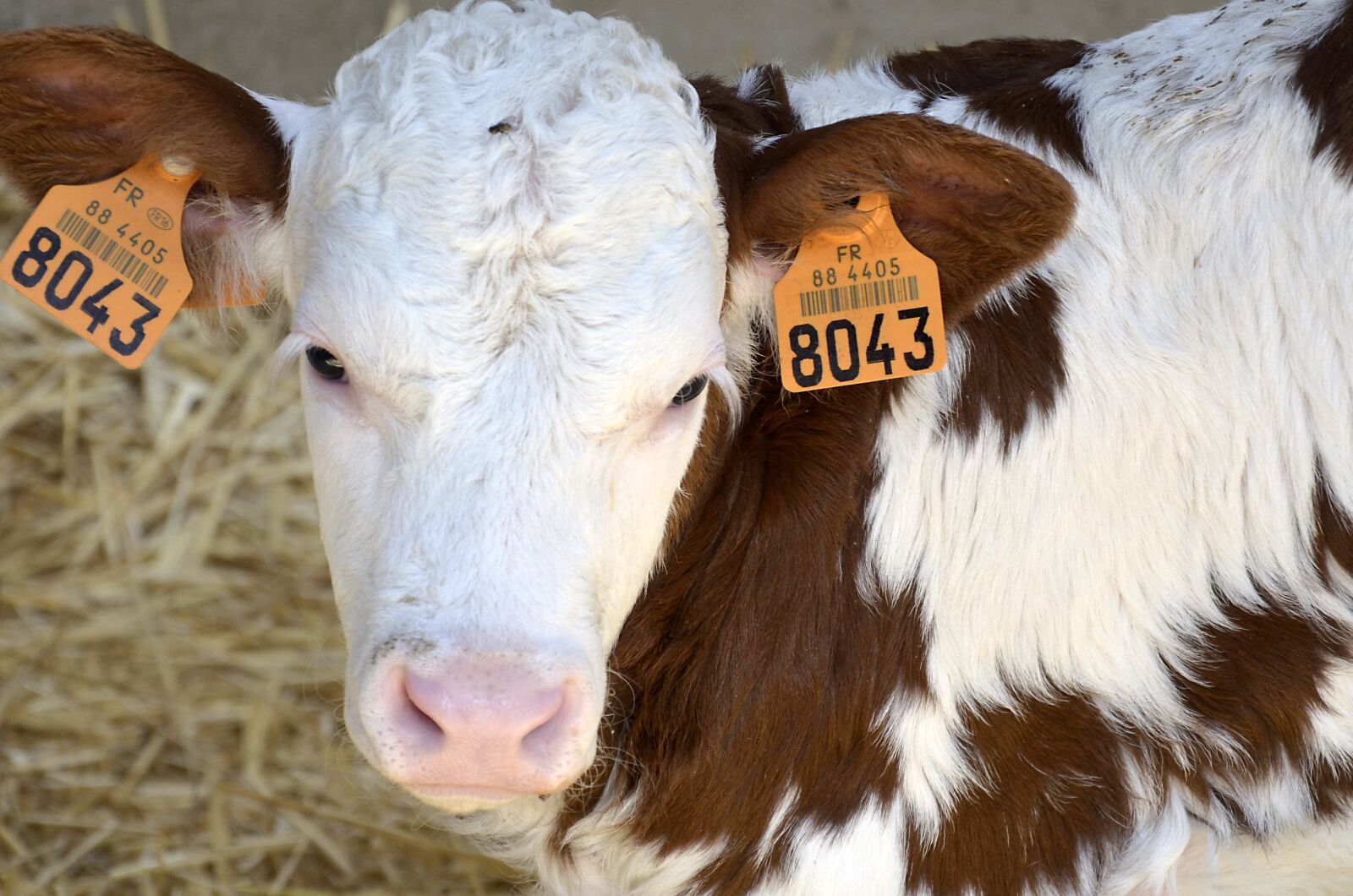 Nikon D5100 sample photo. Calf, farm, bio photography