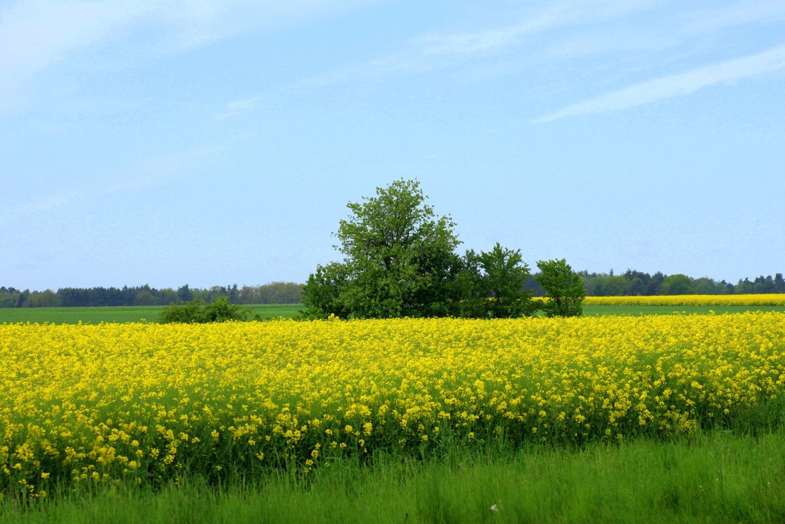 Canon EOS 1200D (EOS Rebel T5 / EOS Kiss X70 / EOS Hi) sample photo. Field, rapeseed, landscape spring photography