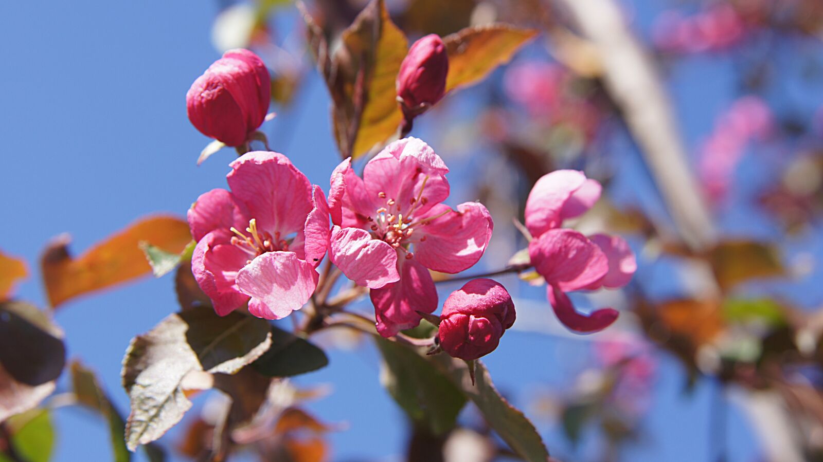 Sony SLT-A55 (SLT-A55V) sample photo. Flower, pink, garden photography