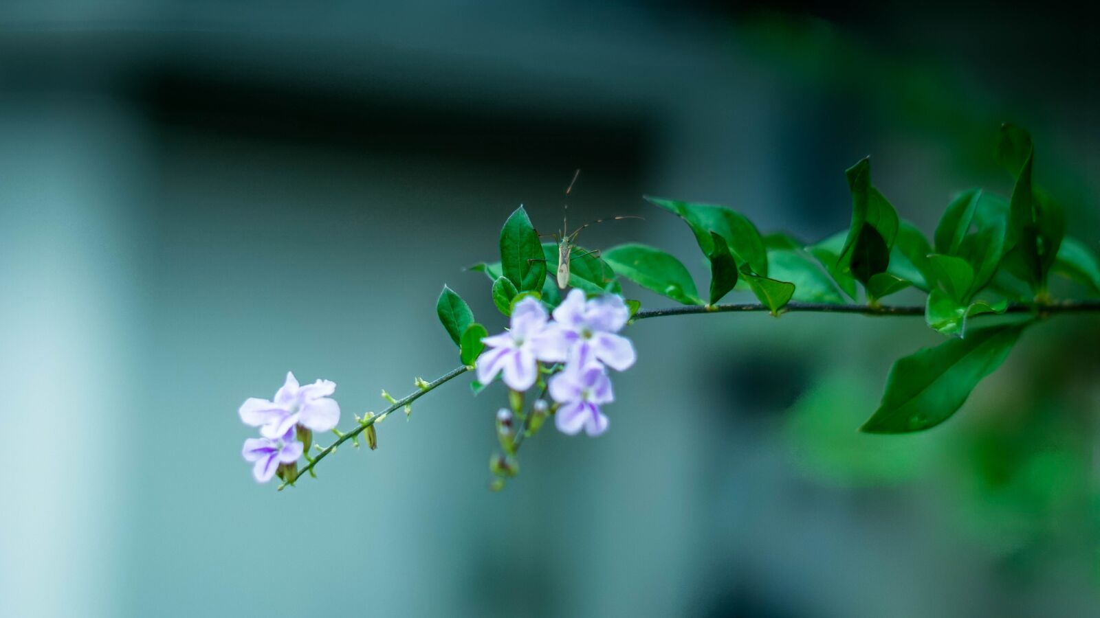 Sony a6000 sample photo. Green, purple, violet photography