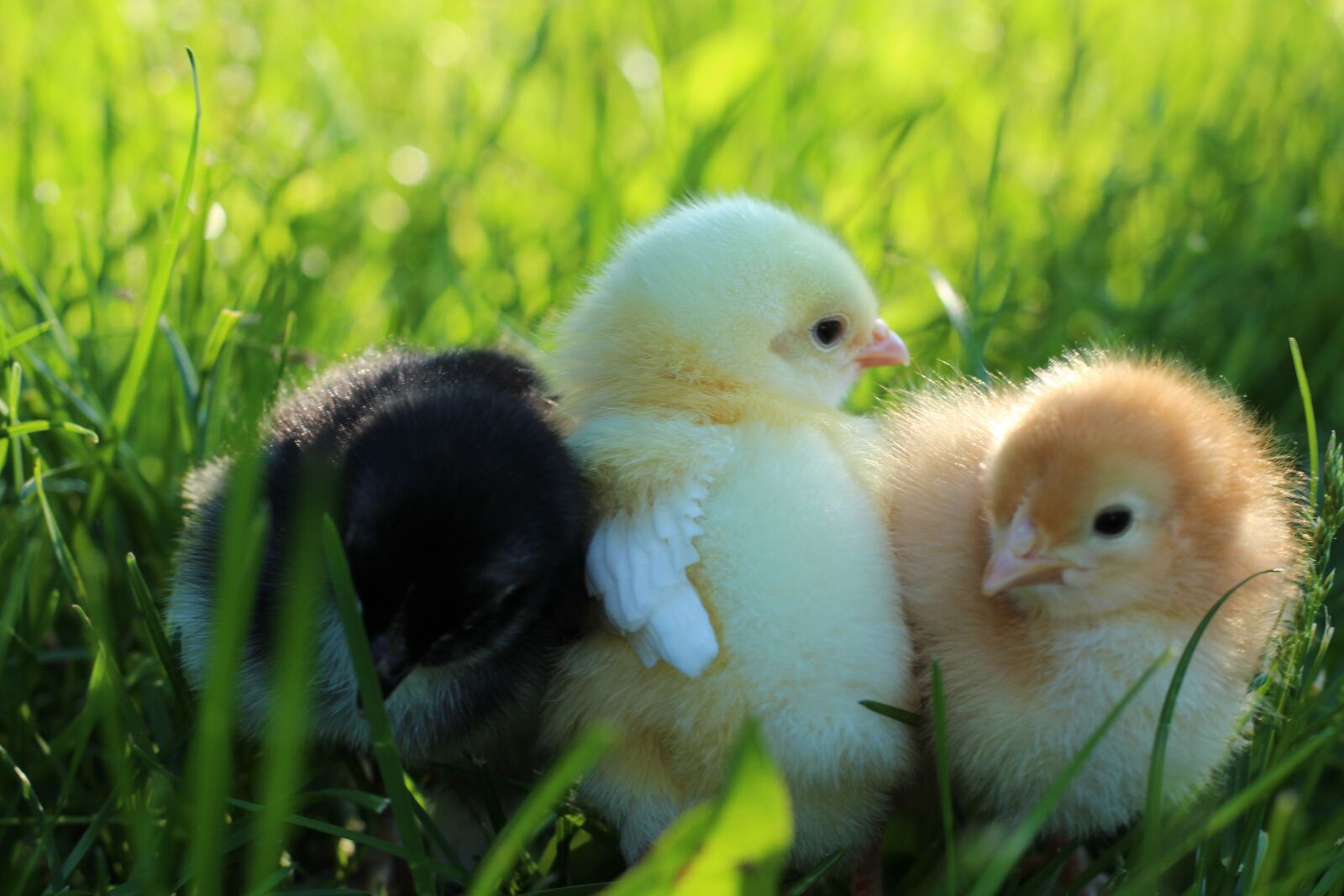 Canon EOS 650D (EOS Rebel T4i / EOS Kiss X6i) + Canon EF 50mm F1.8 STM sample photo. Chicks, animal, cute photography