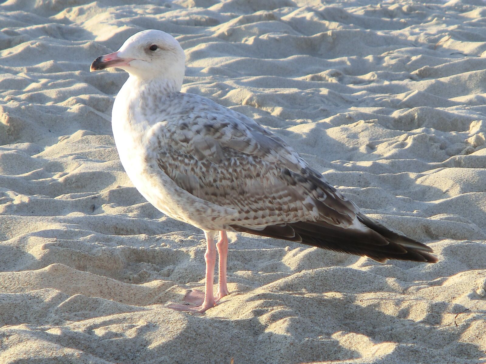 CASIO EX-ZR100 sample photo. Seagull, close up, birds photography