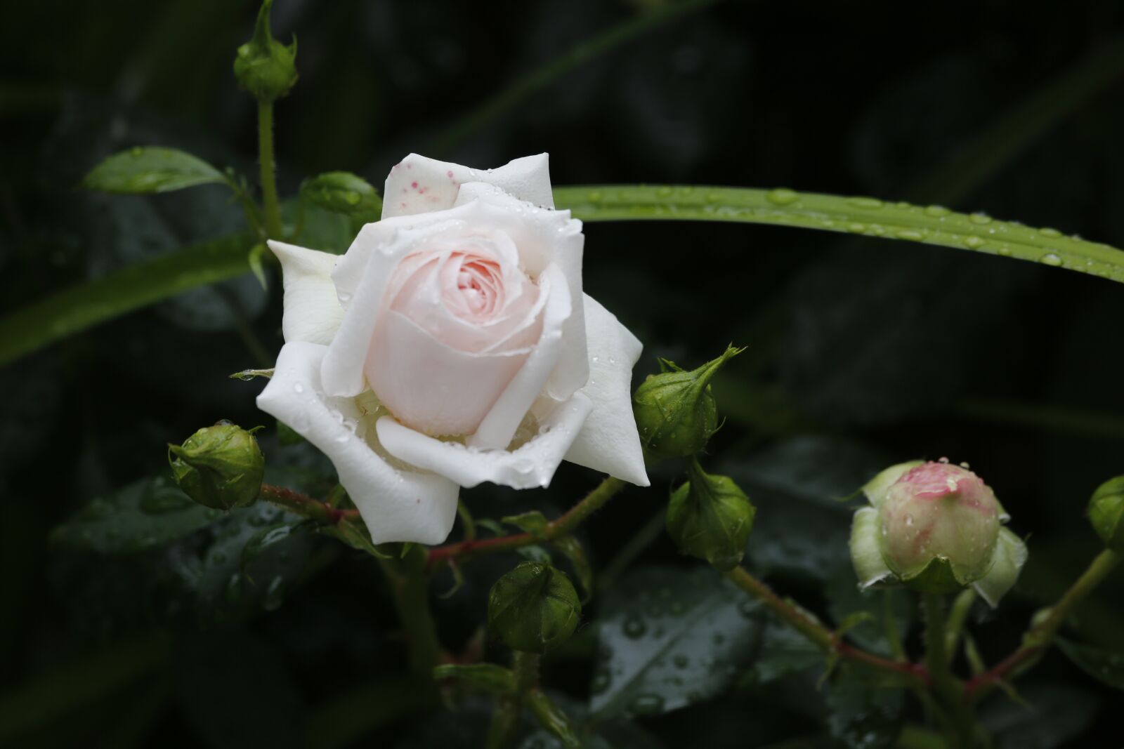 Canon EF 100-400mm F4.5-5.6L IS USM sample photo. Flowers, spring, beauty photography