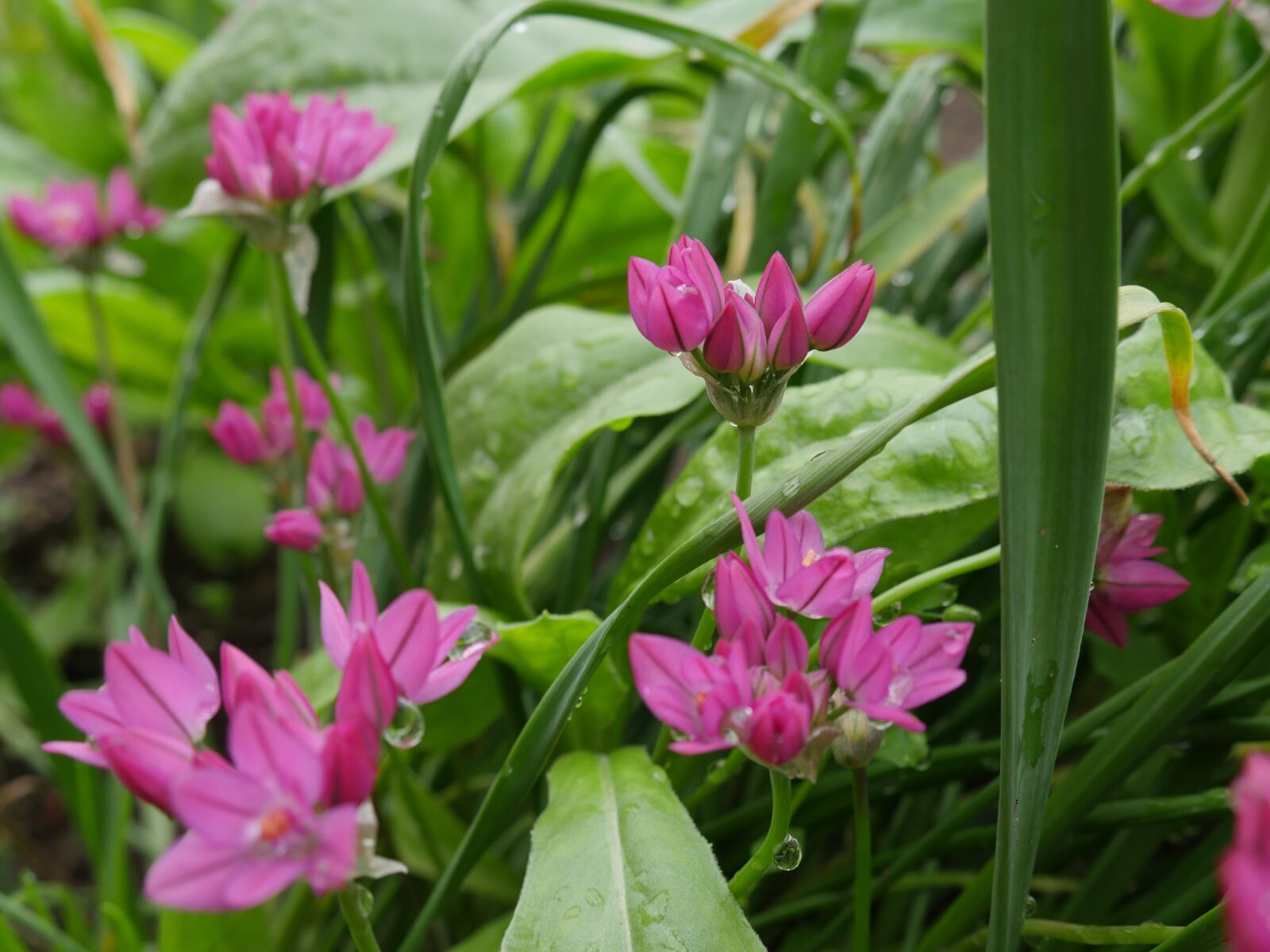 Panasonic Lumix DMC-GX8 sample photo. Cockerel, pink flower, after photography