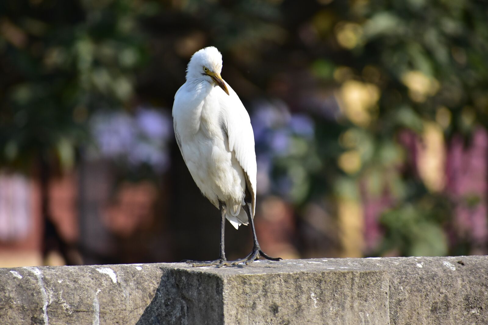 Nikon D3400 sample photo. Indian heron, close up photography