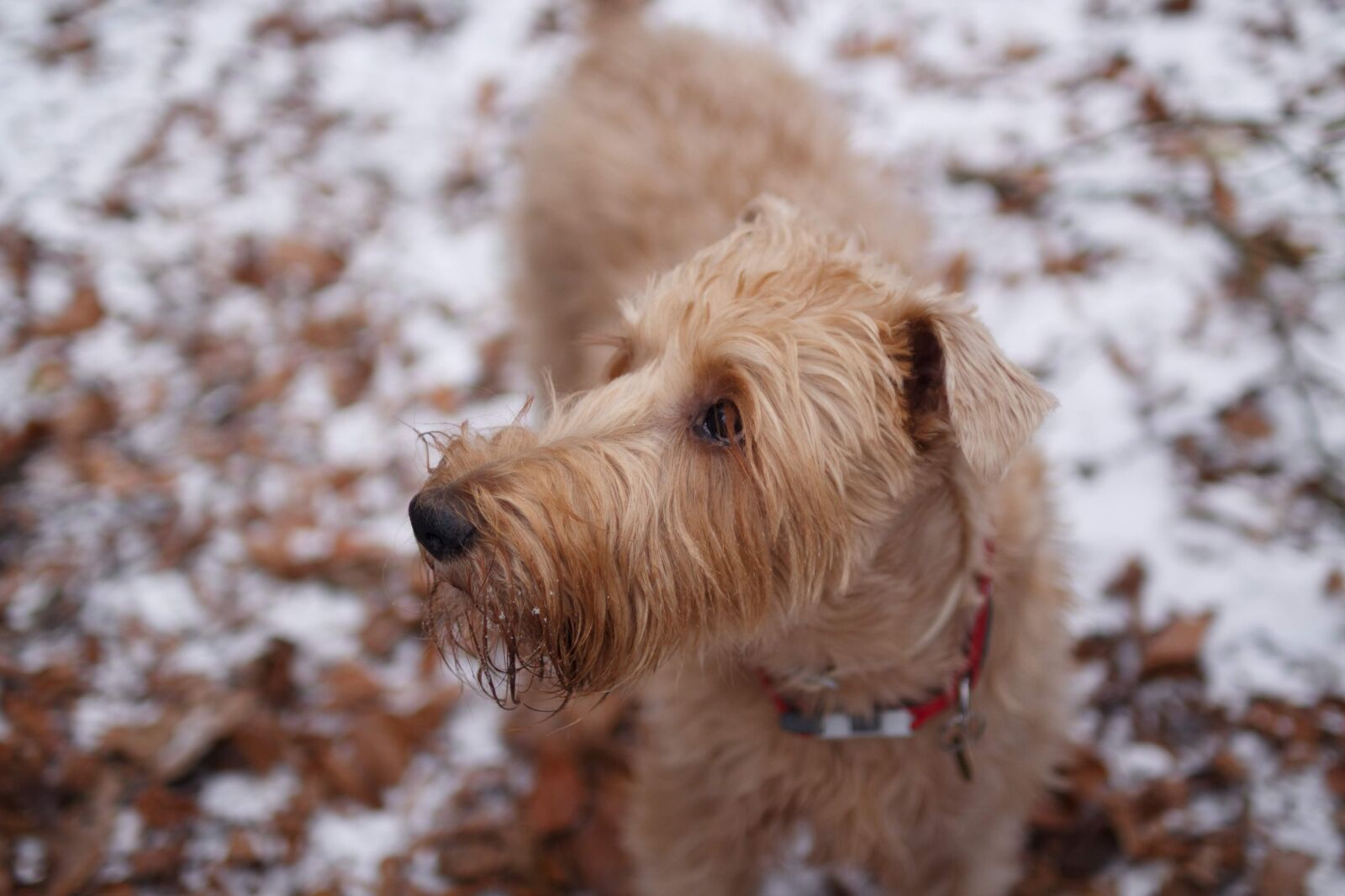 Canon EOS 650D (EOS Rebel T4i / EOS Kiss X6i) sample photo. Dog, winter, pet photography