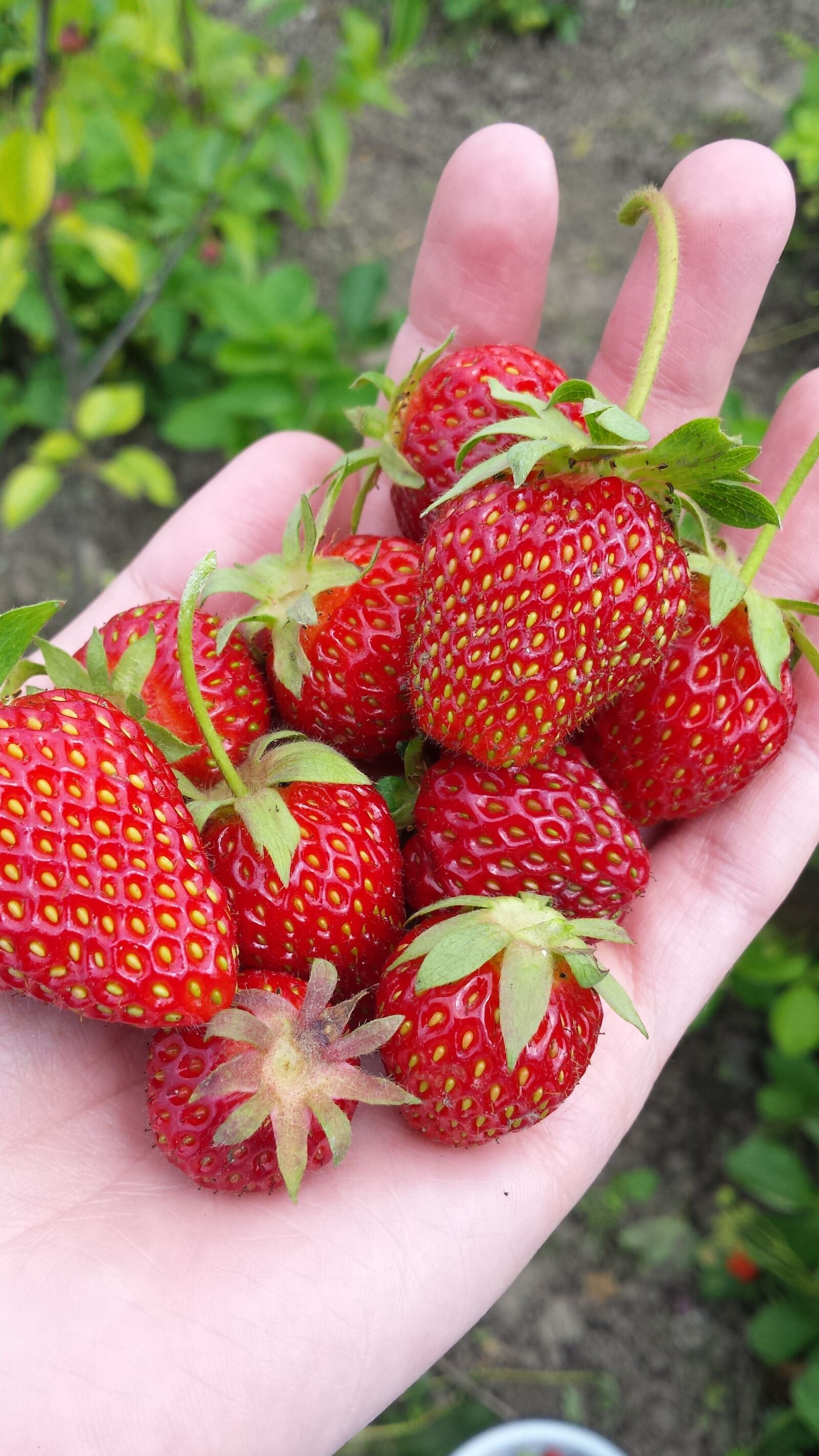 Samsung Galaxy S4 sample photo. Strawberry, berry, red berries photography