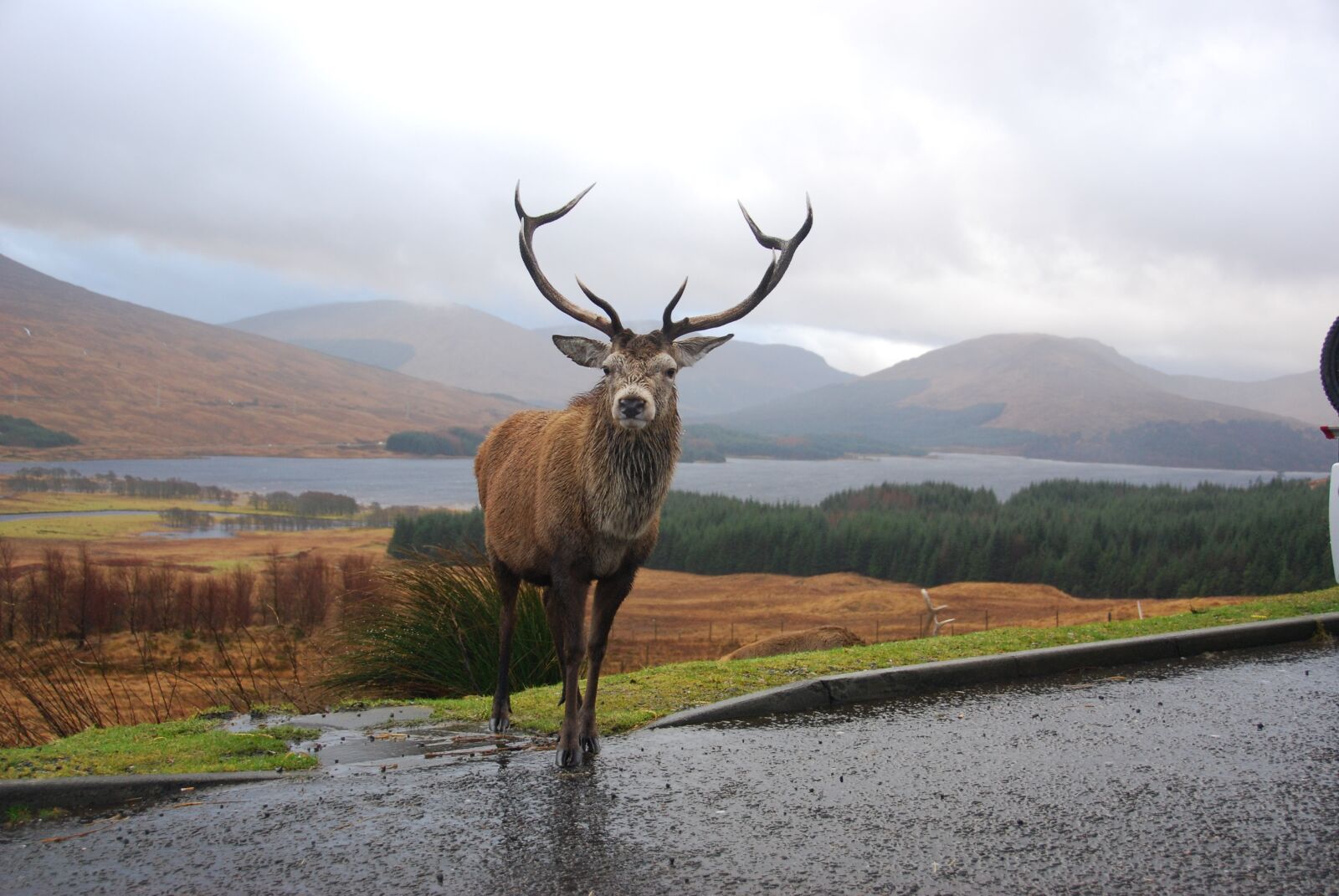 Nikon D80 sample photo. Stag, highlands, scotland photography