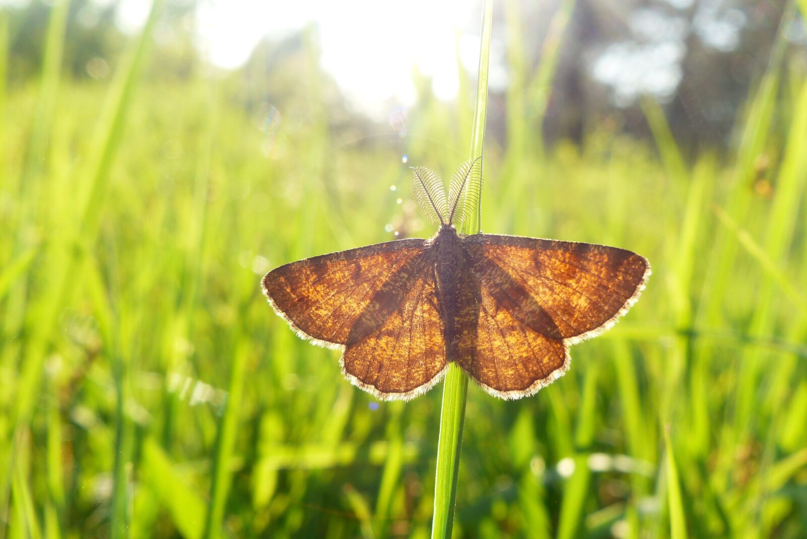 Panasonic Lumix DMC-FZ200 sample photo. Animals, invertebrates, insect photography
