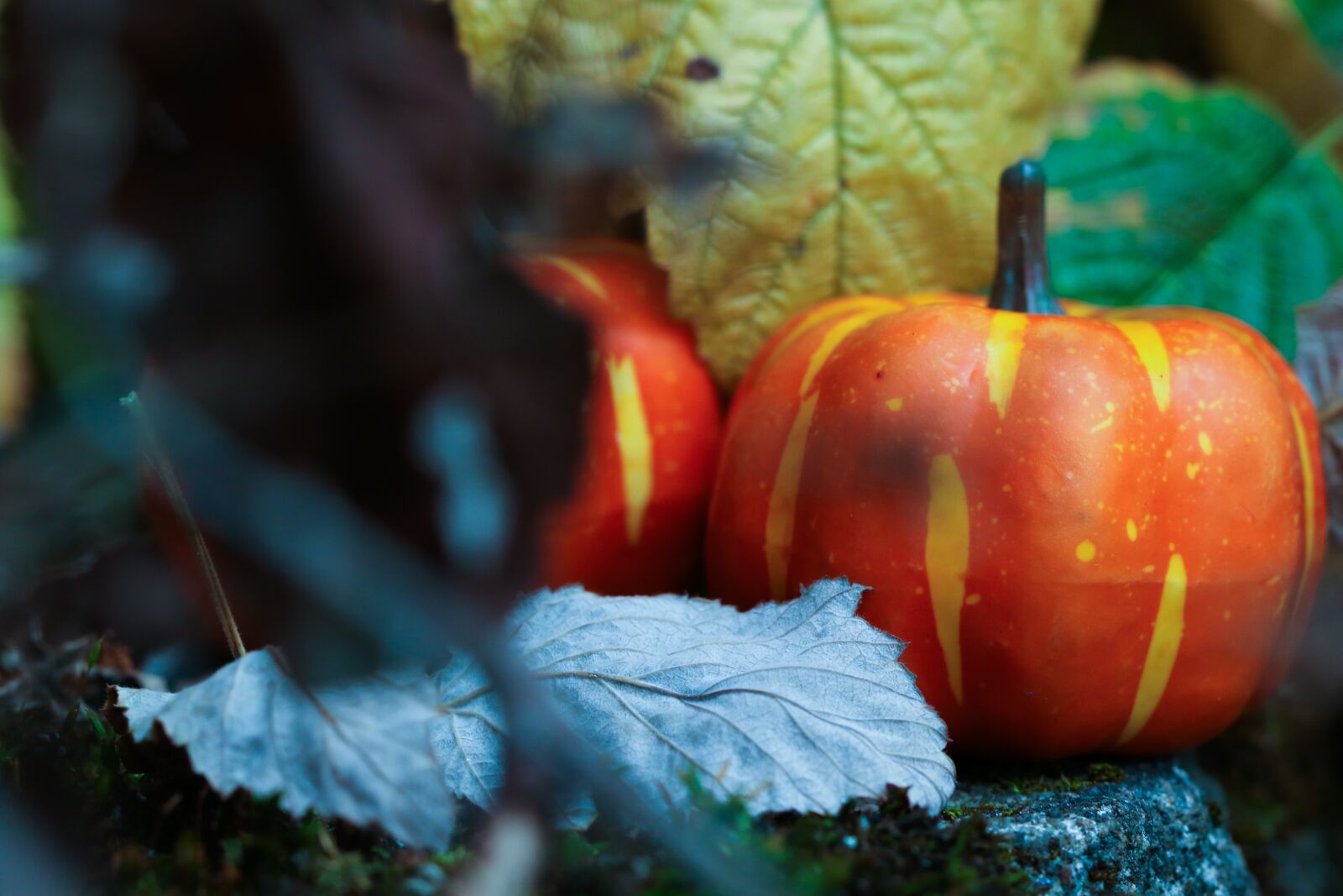 Canon EOS 7D Mark II sample photo. Pumkin, halloween, leaf photography