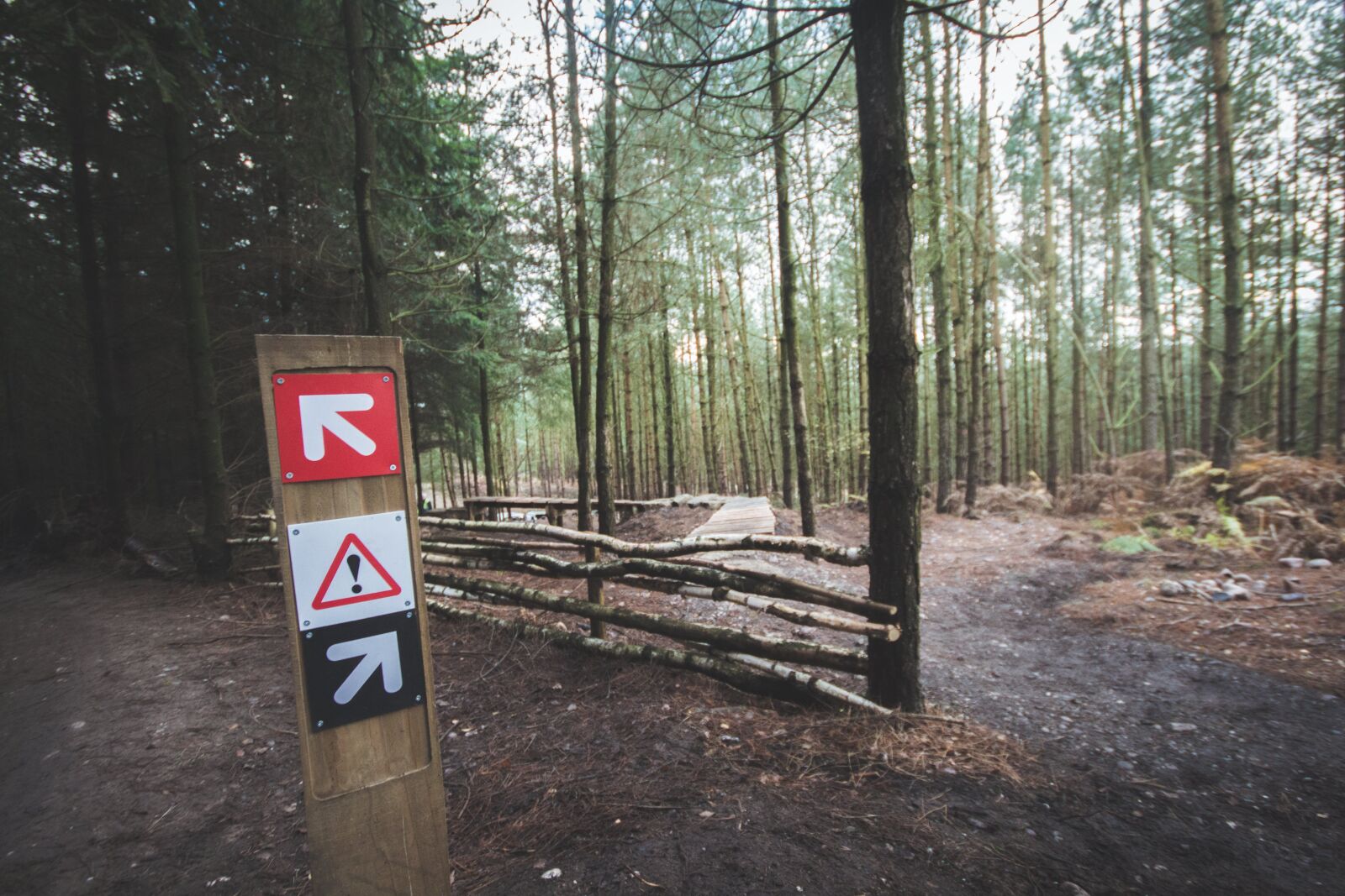Canon EOS 700D (EOS Rebel T5i / EOS Kiss X7i) sample photo. Accident, arrows, conifer photography