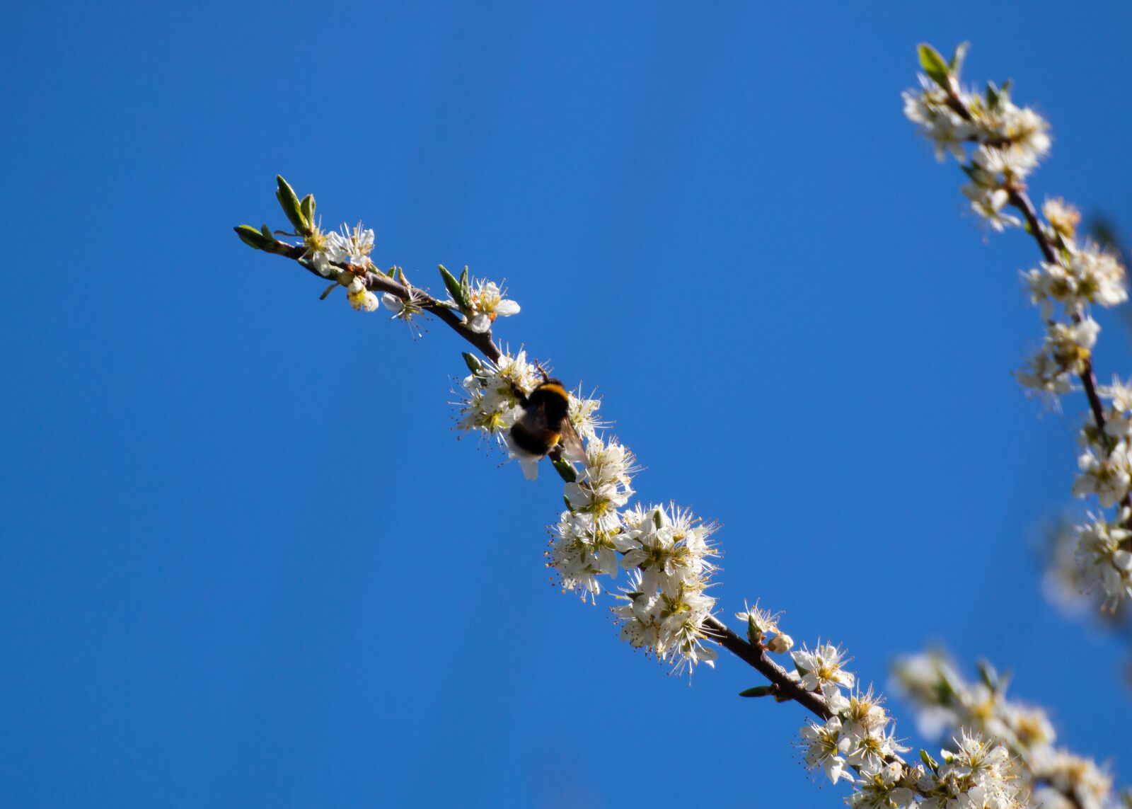 Canon EOS 70D sample photo. Bumblebee, sky, white photography