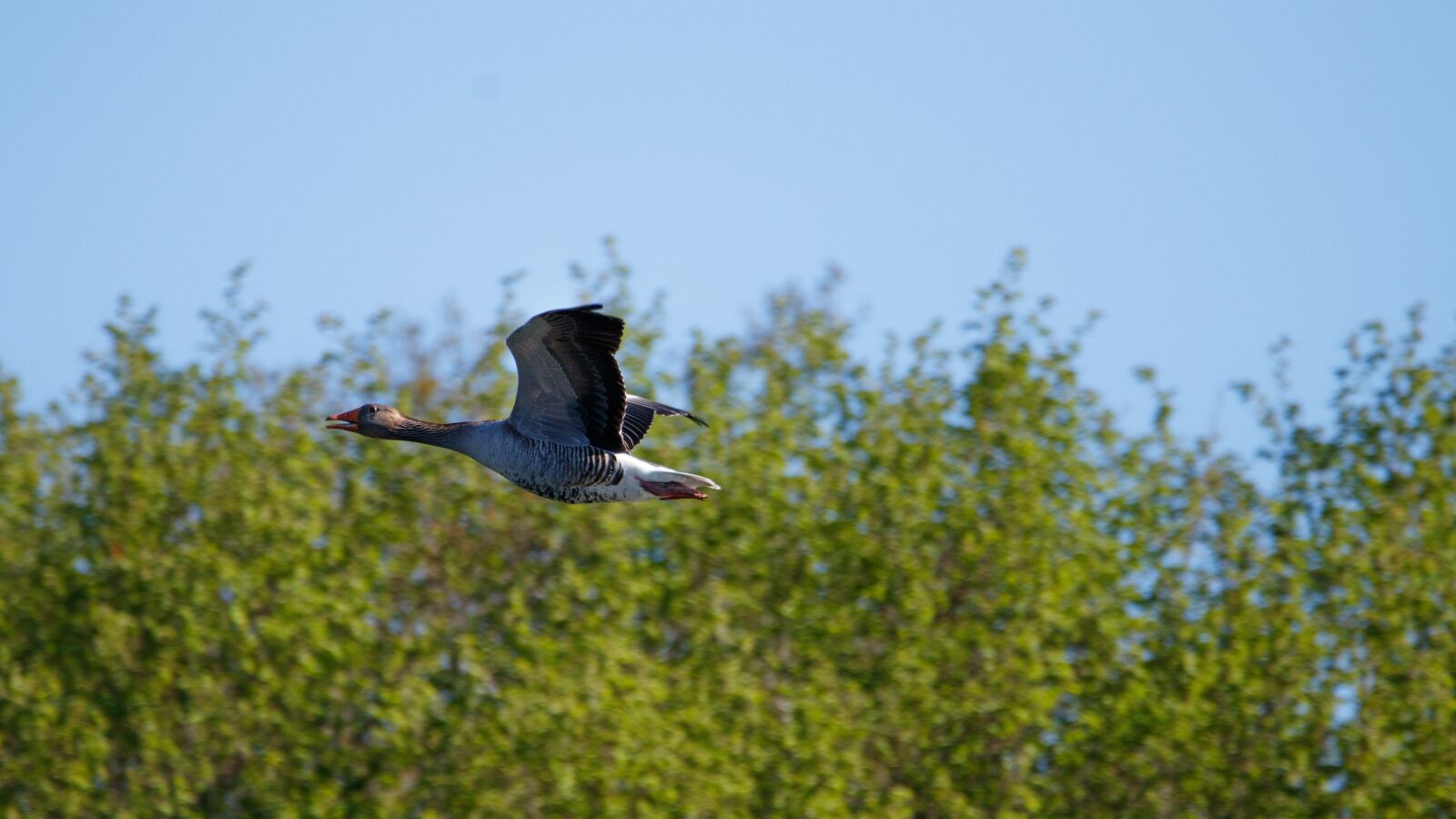 150-600mm F5-6.3 DG OS HSM | Contemporary 015 sample photo. Ganz, flight, nature photography