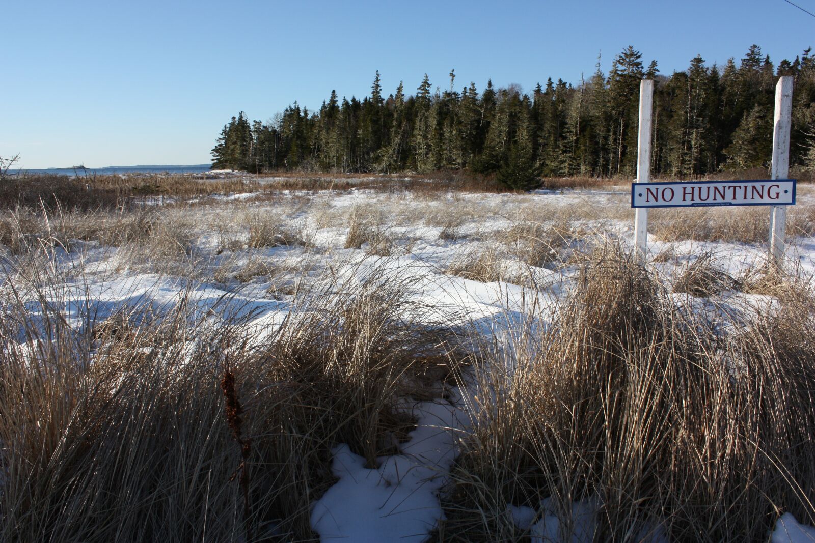 Canon EOS 450D (EOS Rebel XSi / EOS Kiss X2) sample photo. Nova scotia, grass, winter photography