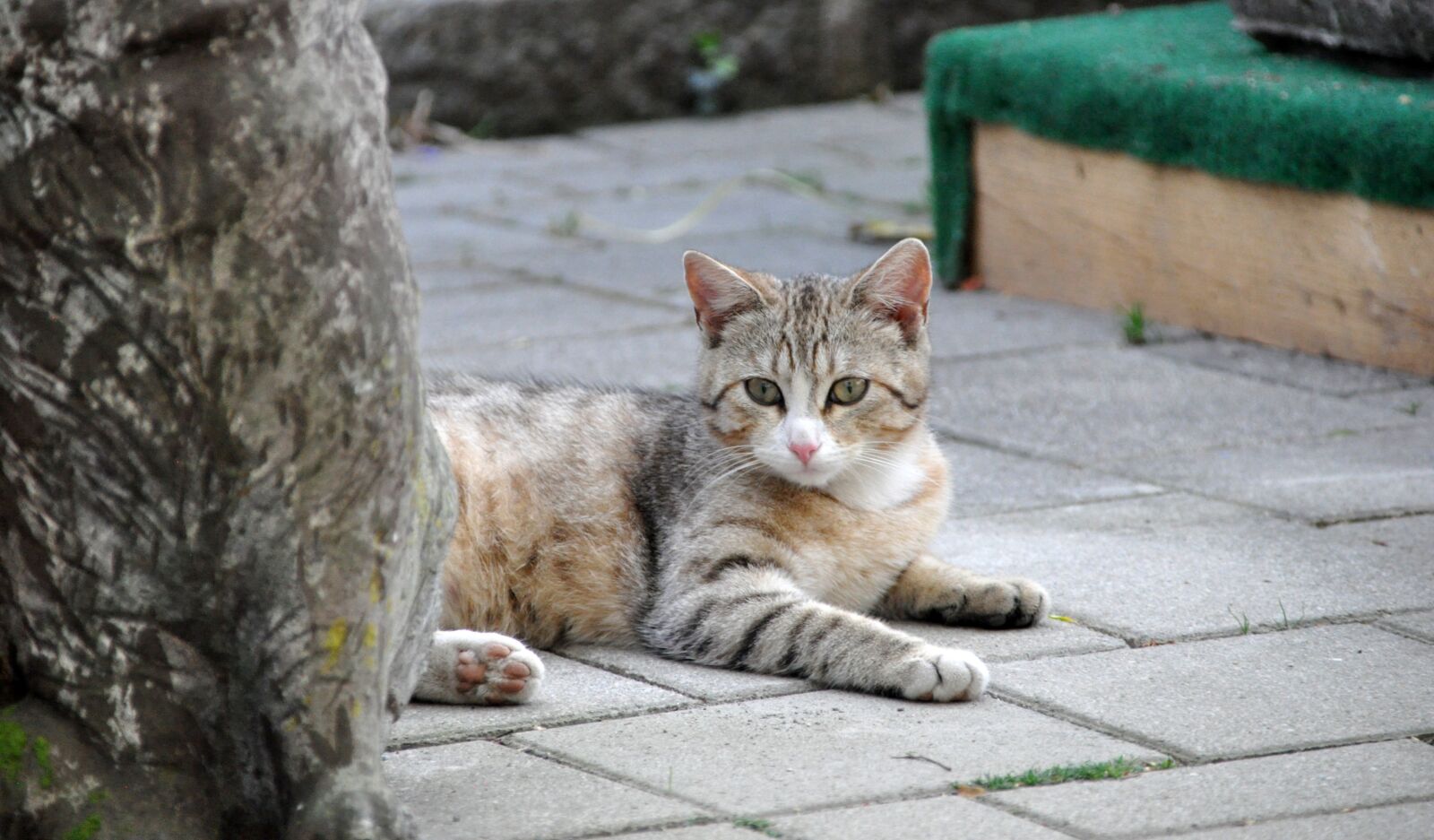 Nikon D90 sample photo. Pet, cat, animal photography