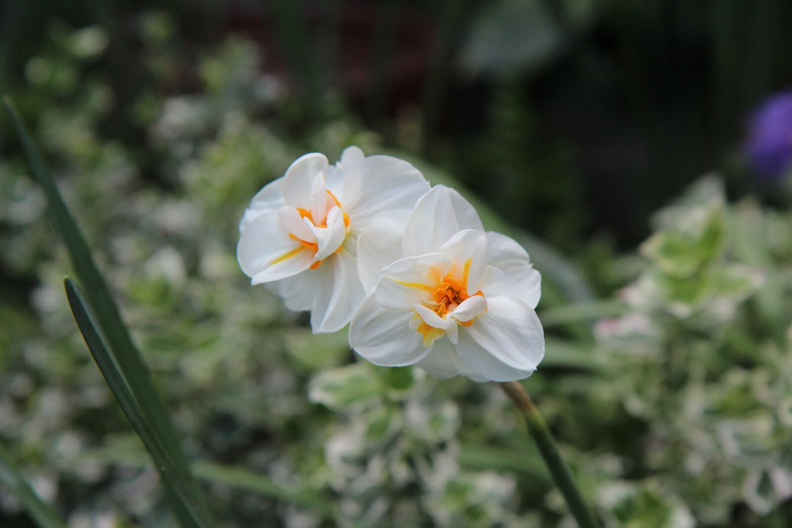 Canon EOS 600D (Rebel EOS T3i / EOS Kiss X5) sample photo. Narcissus, narcissus fragrant, perfume photography