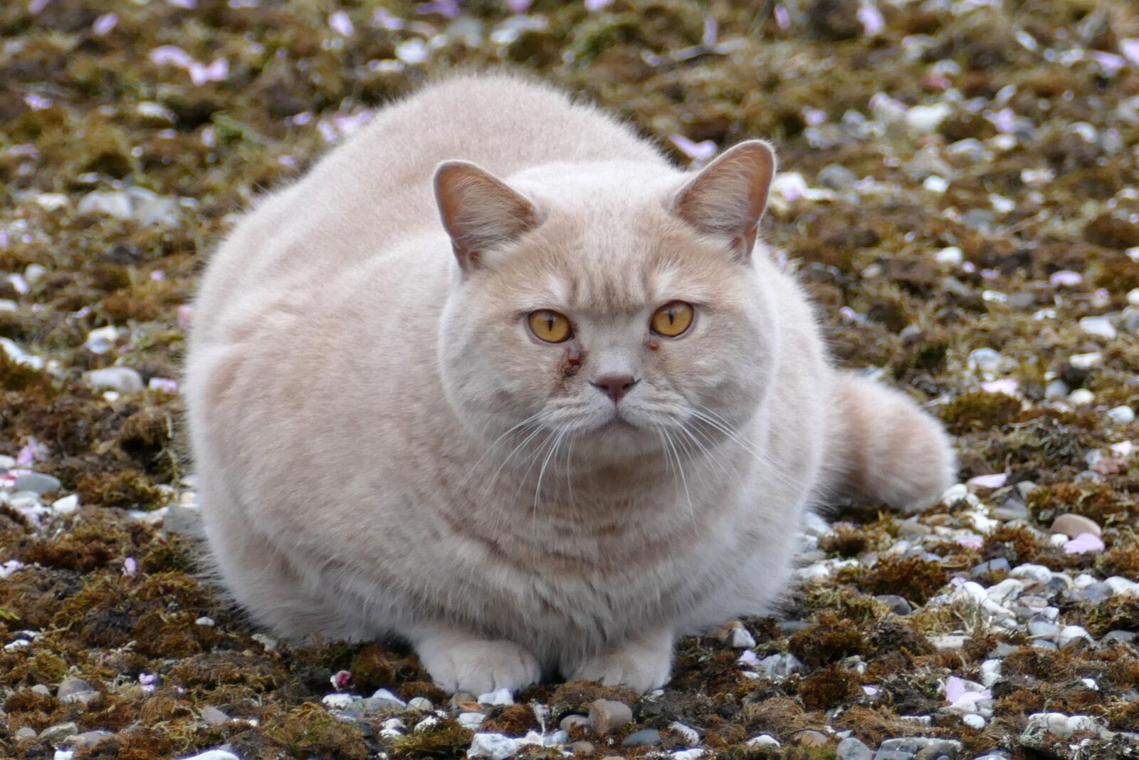 Panasonic Lumix DMC-FZ1000 sample photo. Cat, pet, fauna photography