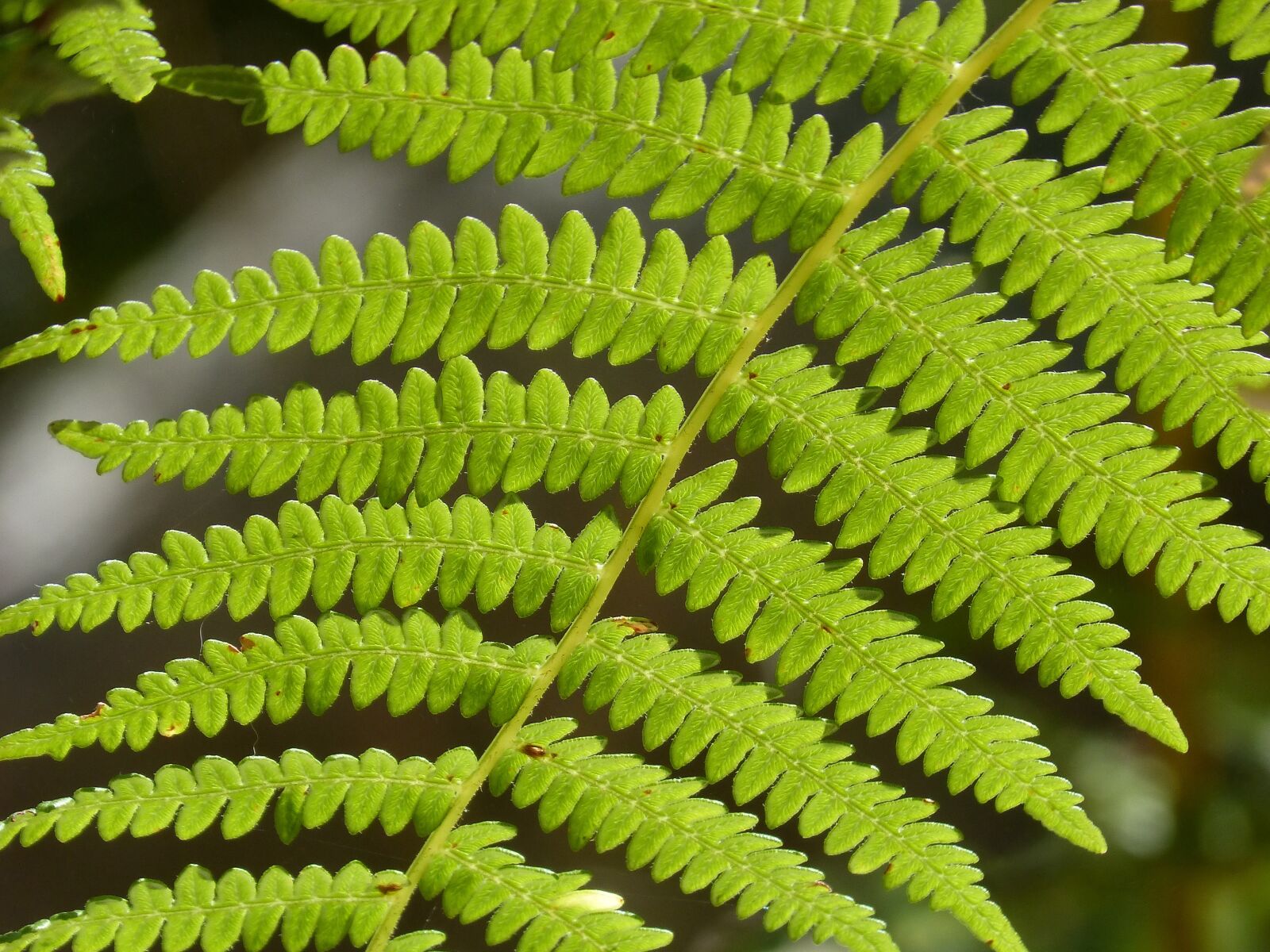 Panasonic DMC-FZ62 sample photo. Fern, leaf, detail photography