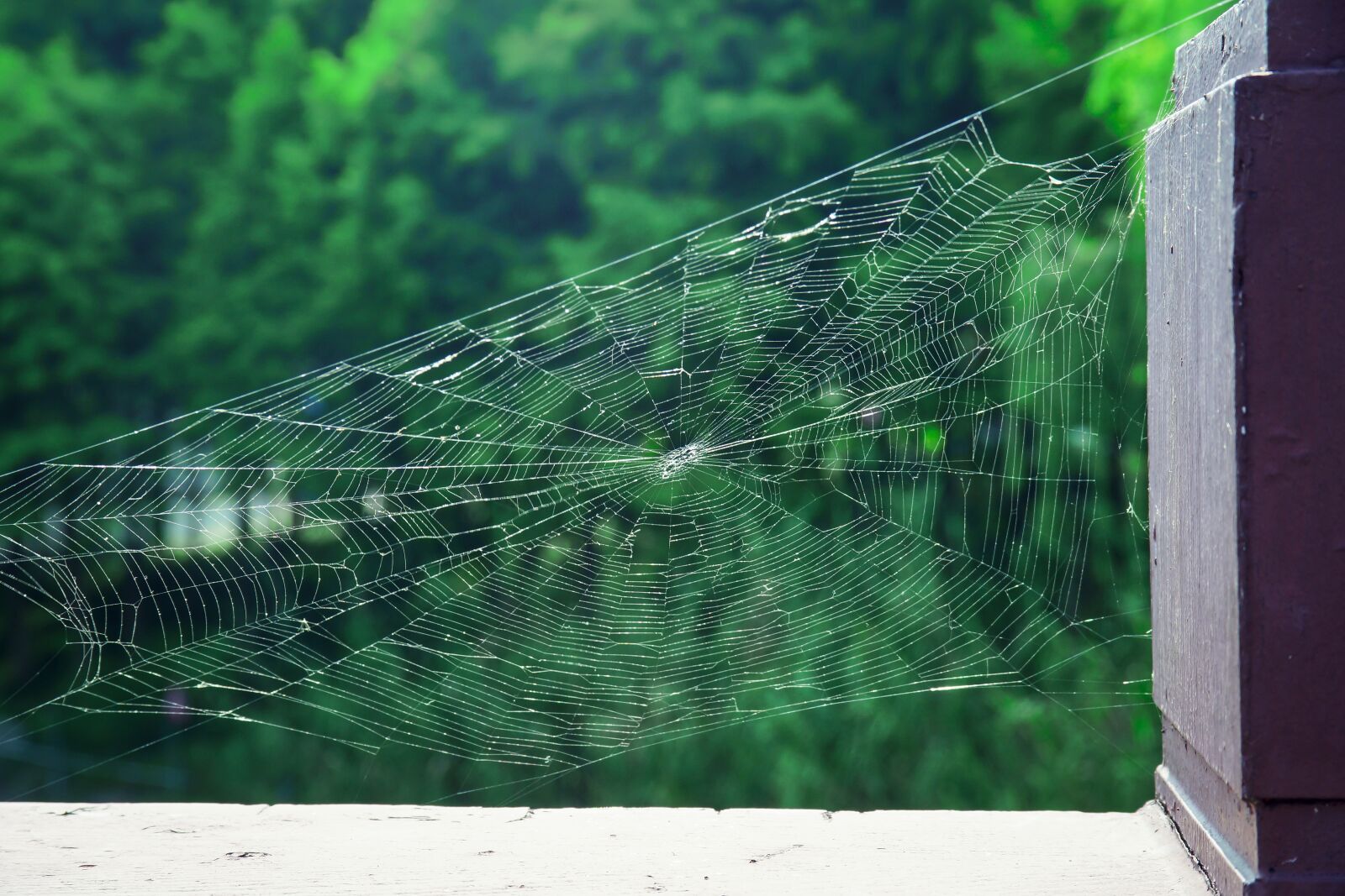 Sony a99 II sample photo. A spider's web, park photography