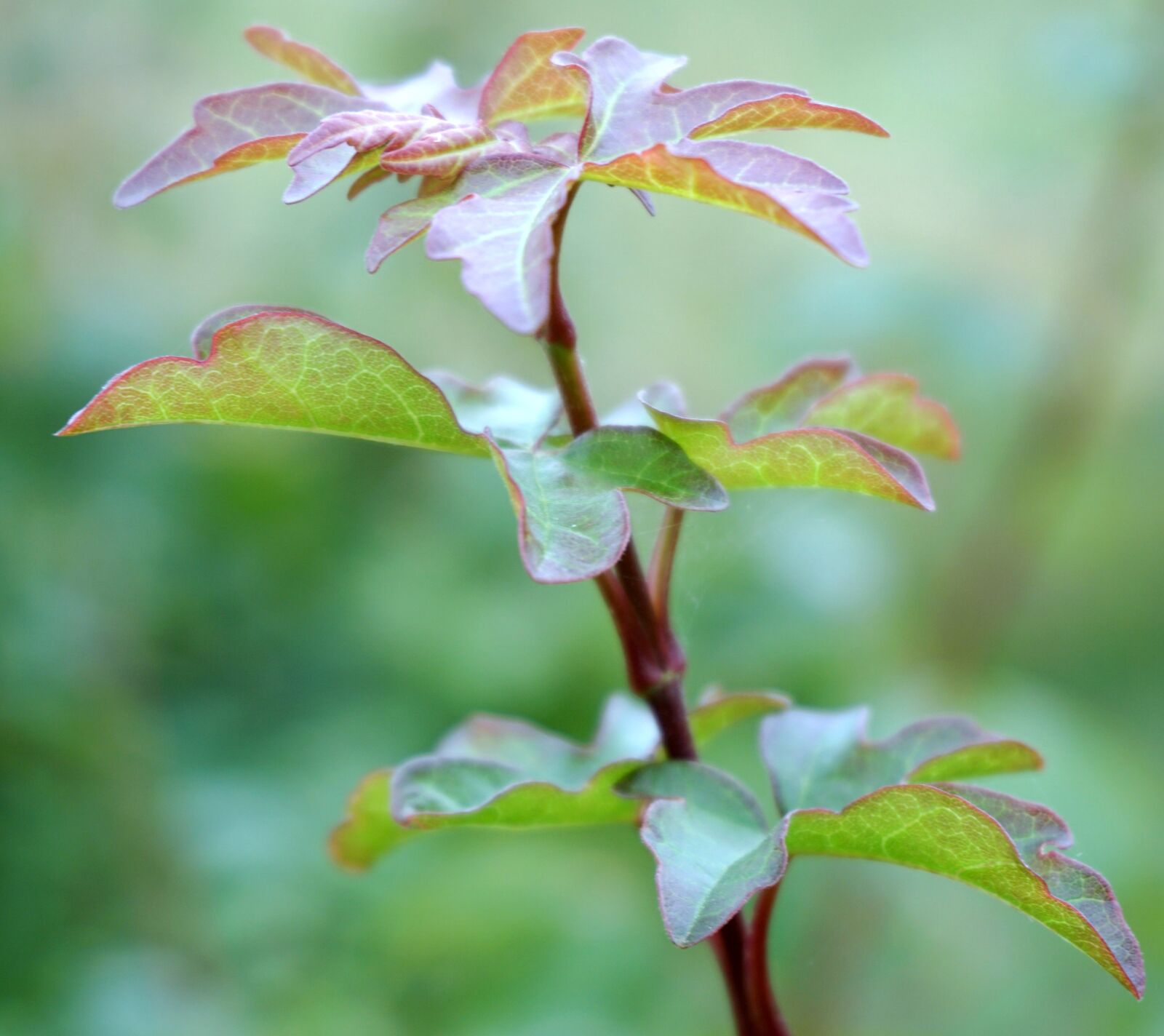 Sony a6000 sample photo. Field maple, bush, tree photography