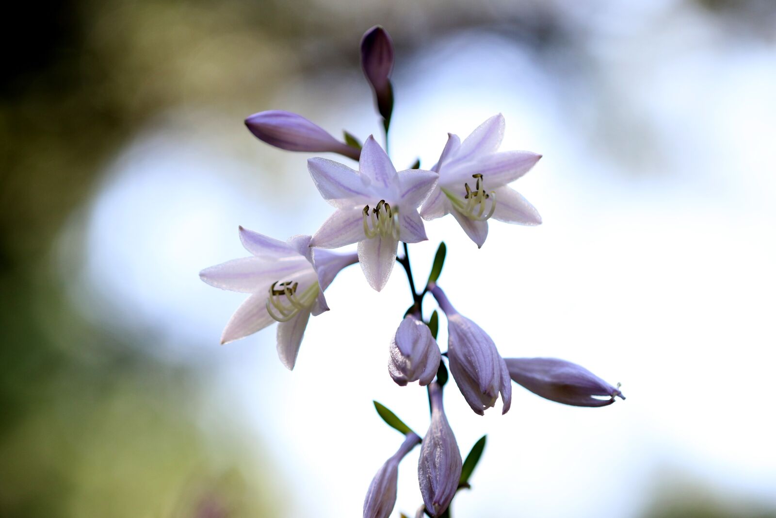 Canon EOS 7D Mark II sample photo. Nature, plants, flowers photography