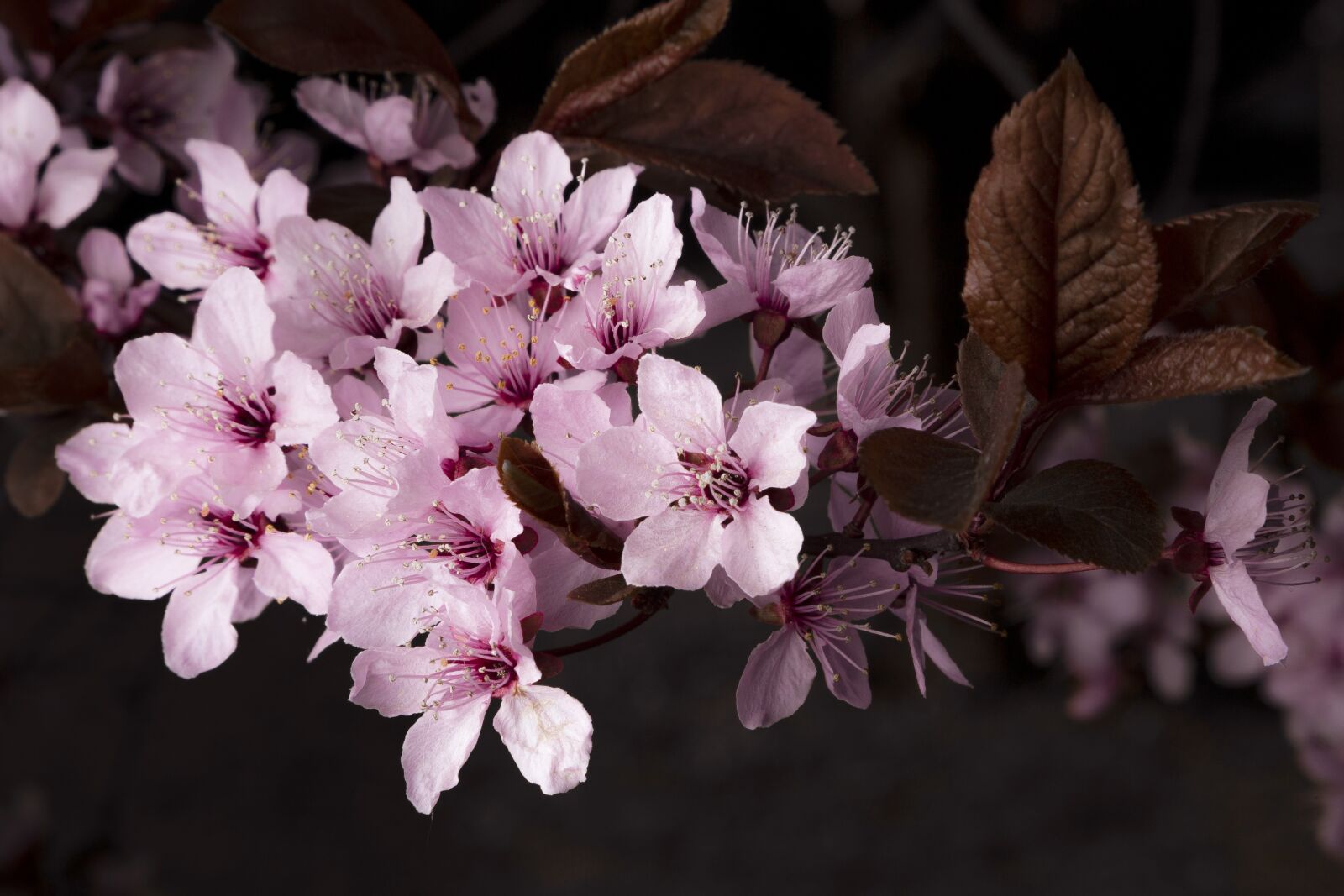 Canon EF 24-105mm F4L IS II USM sample photo. Flower, spring, joy photography