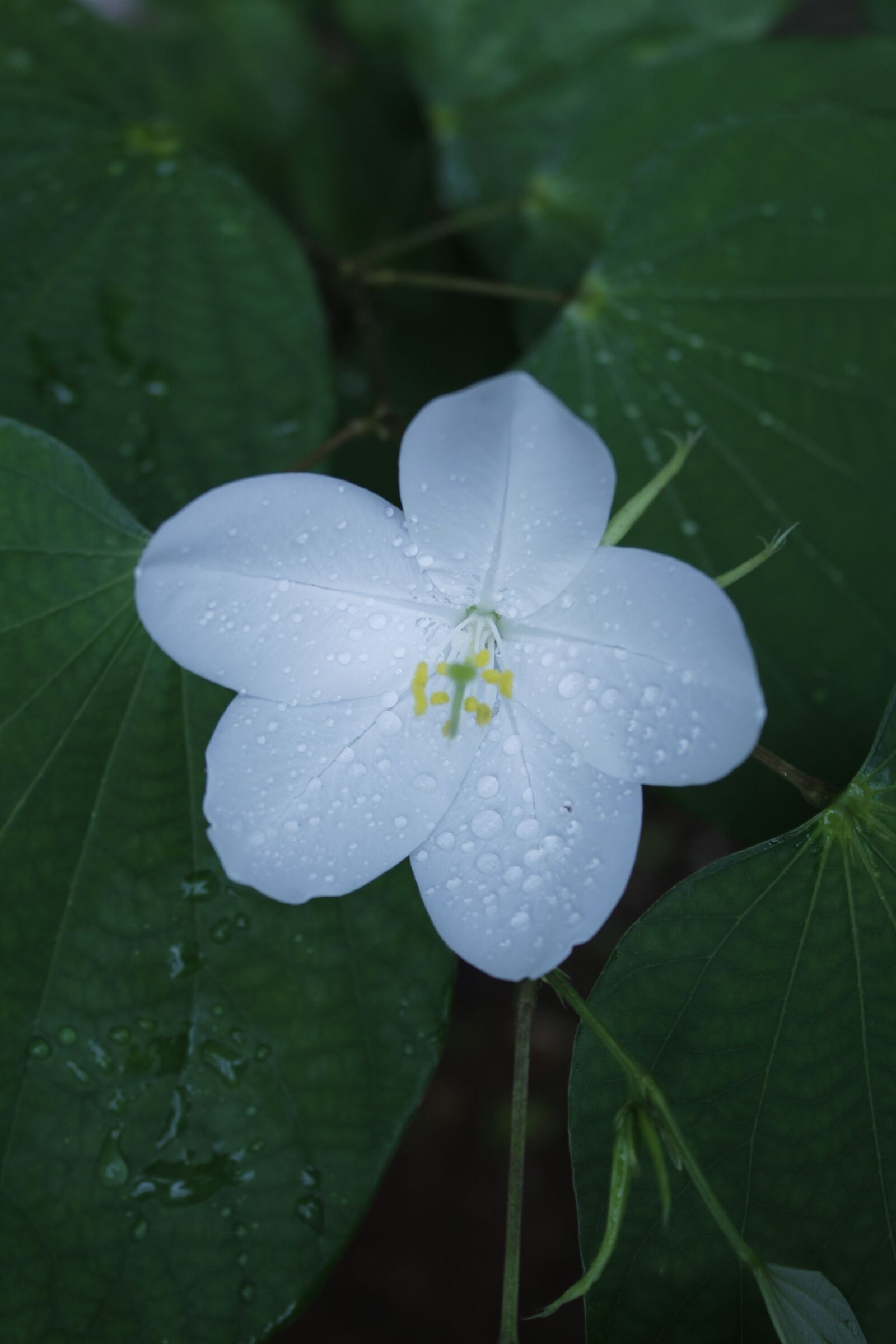 Canon EOS 1300D (EOS Rebel T6 / EOS Kiss X80) sample photo. White flower, rural india photography