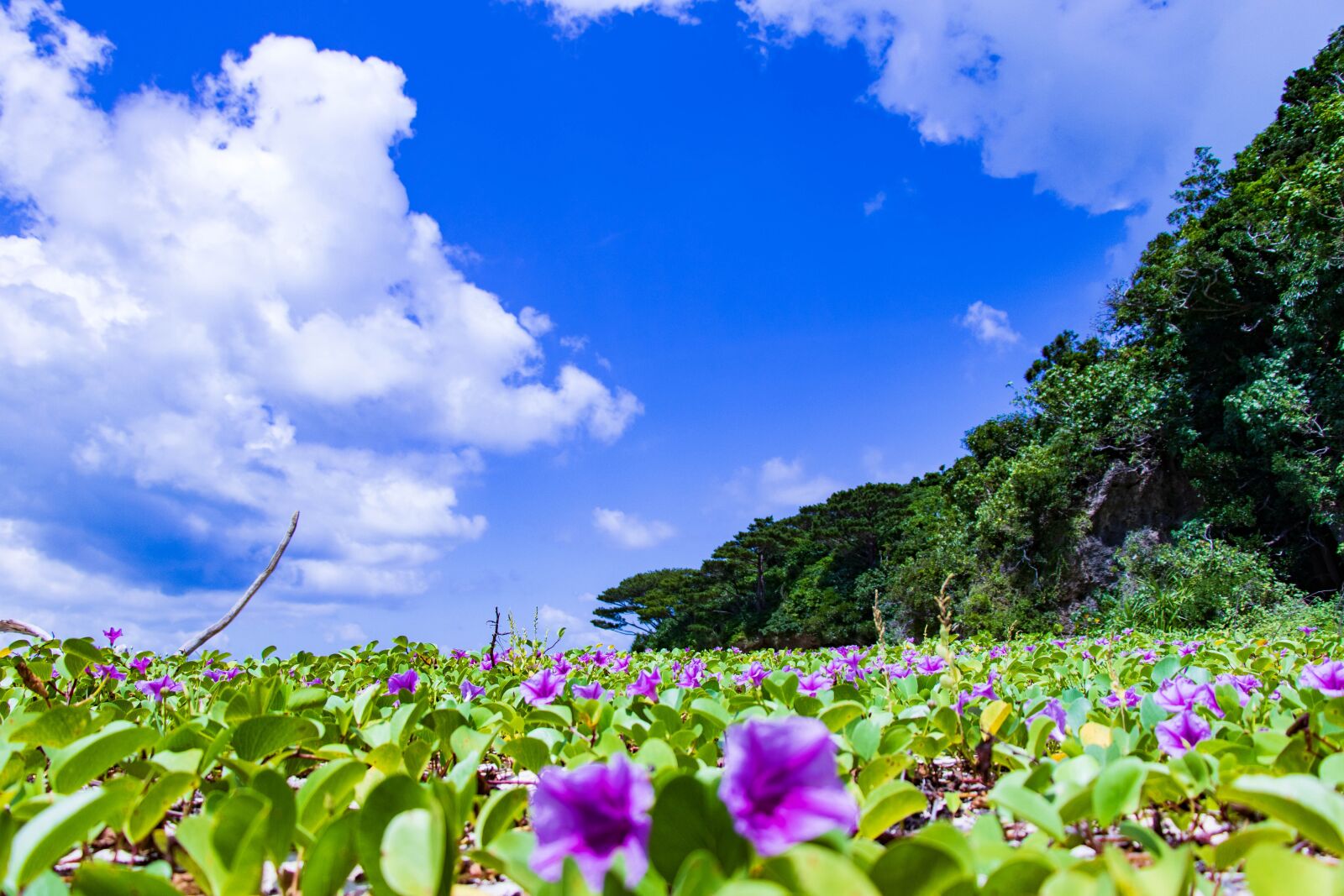 Canon EF-S 18-135mm F3.5-5.6 IS USM sample photo. Ishigaki, okinawa, sea photography