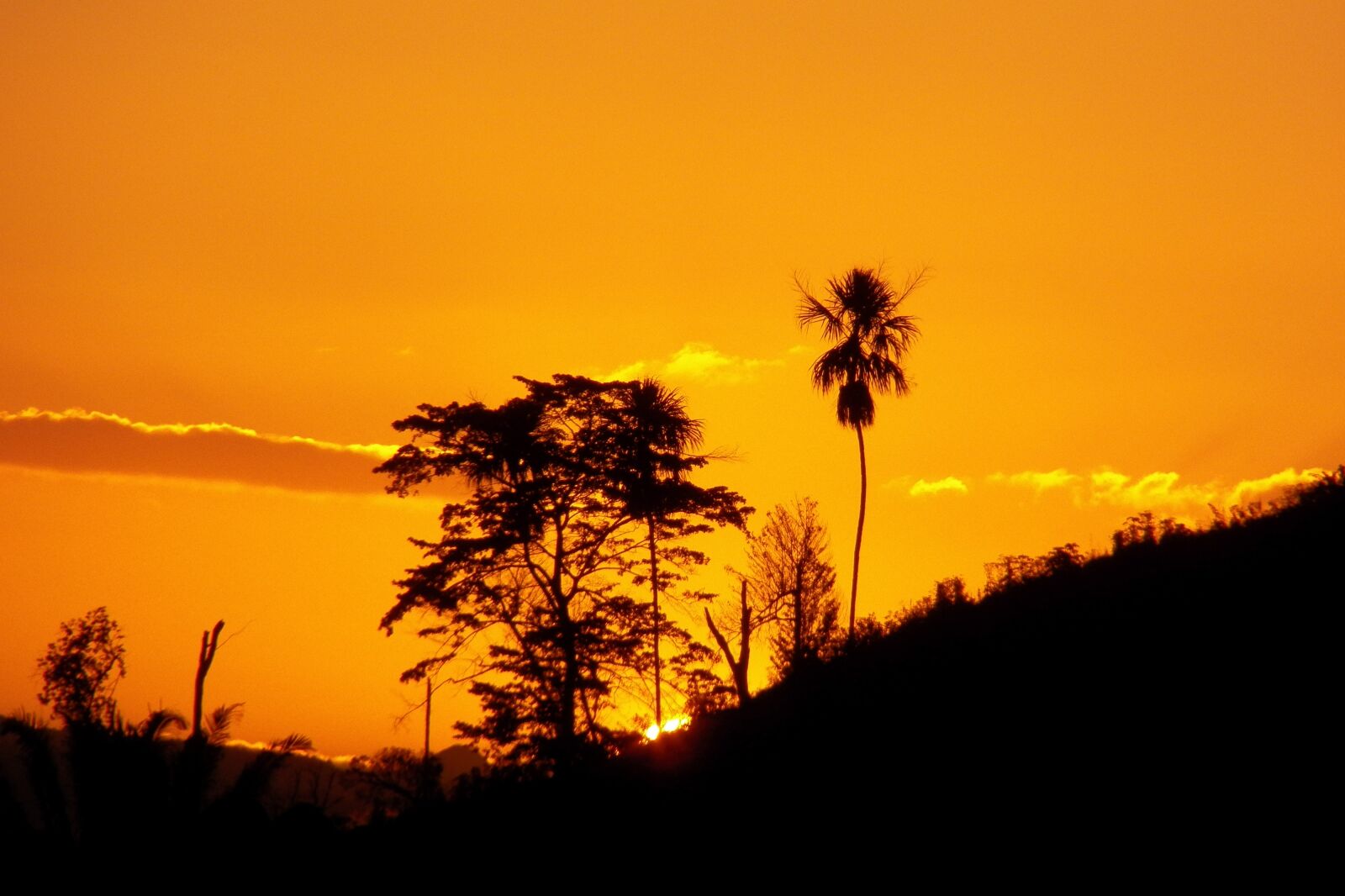 Kodak EasyShare Z990 (EasyShare Max) sample photo. Sunset, gold, tree photography