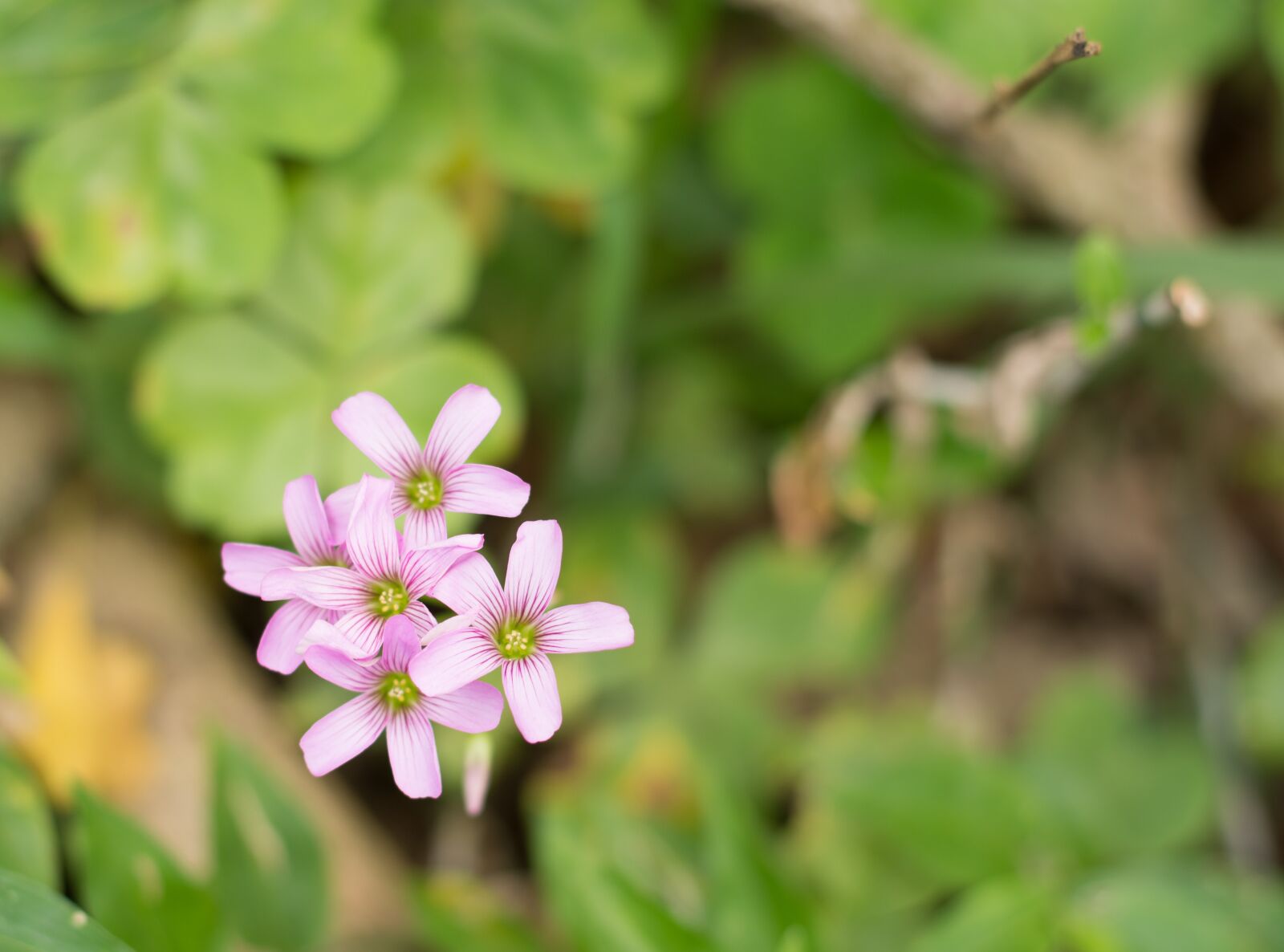 Nikon D7200 sample photo. Flowers, green, park photography