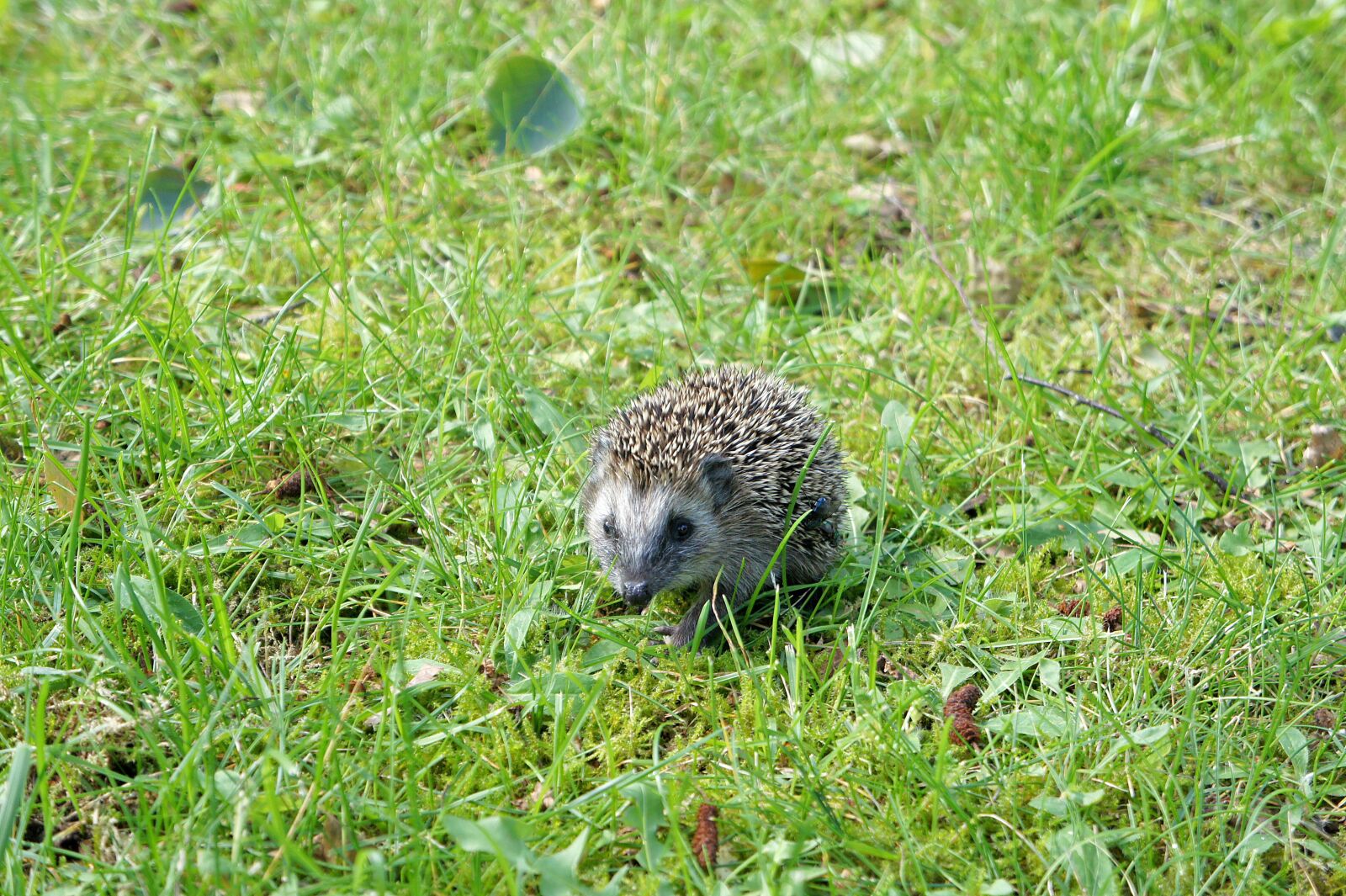 Sony Alpha NEX-5 + Sony E 18-55mm F3.5-5.6 OSS sample photo. Grass, garden, hedgehog photography