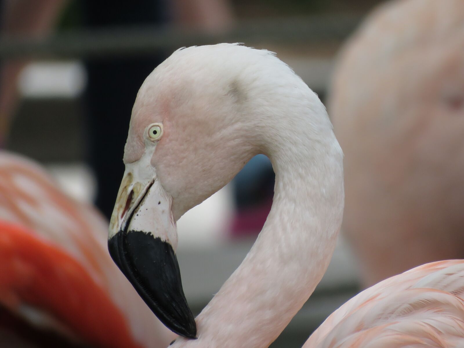 Canon PowerShot SX60 HS sample photo. Flamingo, bird, pink photography