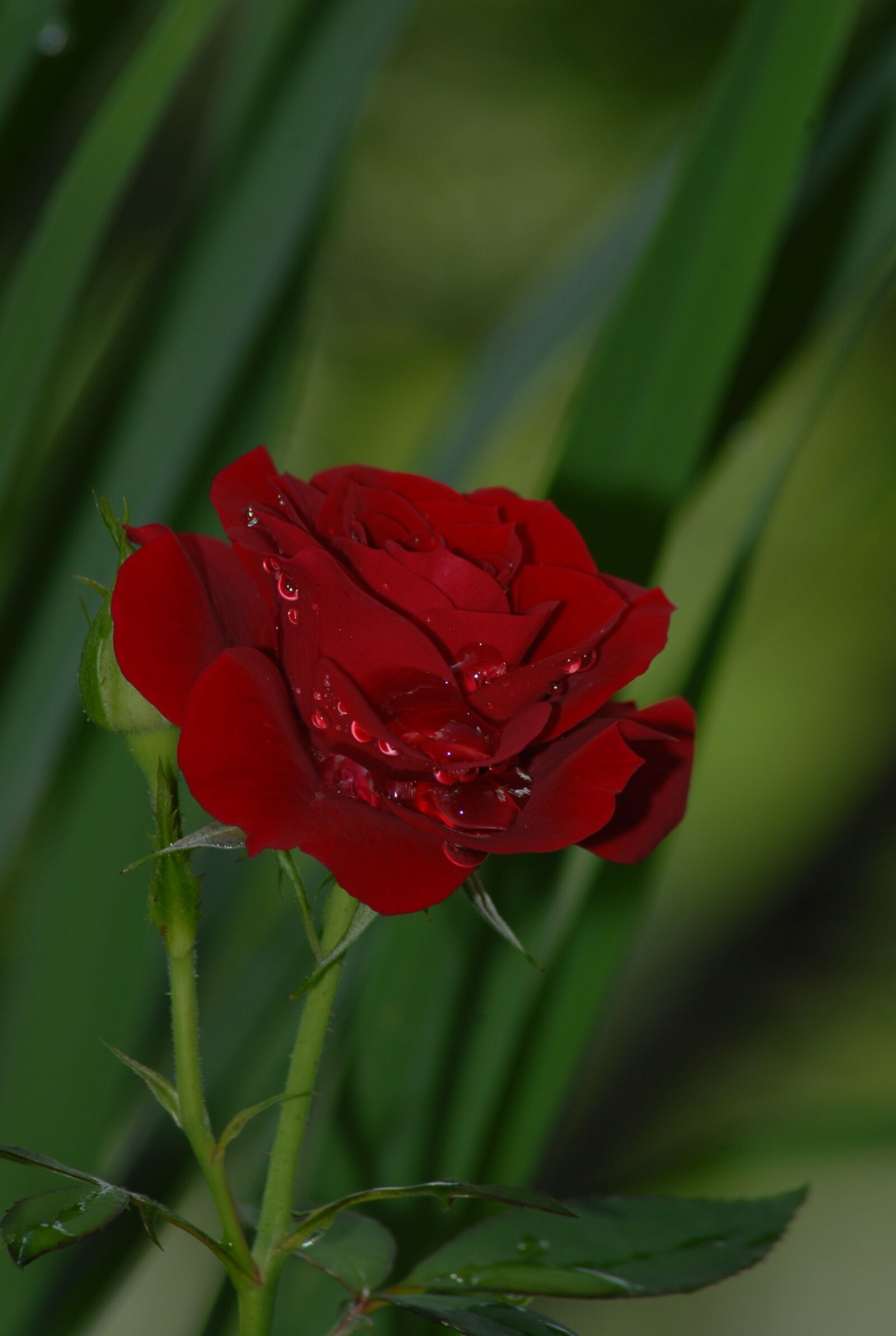 Nikon D200 sample photo. Rosa, red, flowers photography