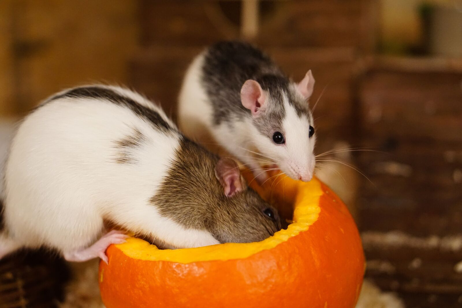 E 50mm F1.8 OSS sample photo. Rat, color rats, sweet photography