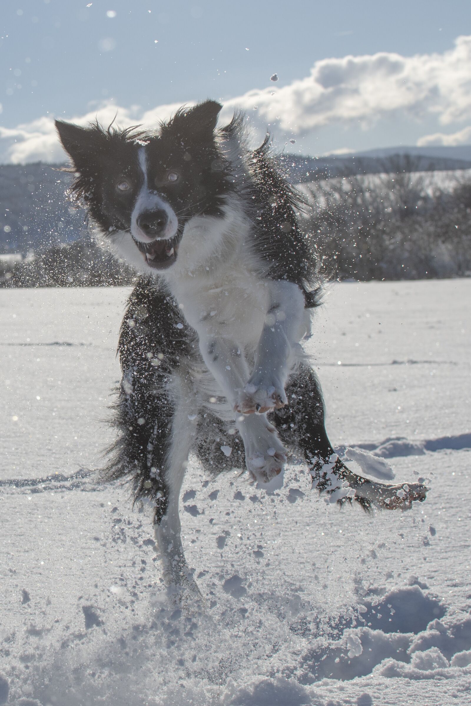 Nikon D7500 sample photo. Dog, animal, snow photography