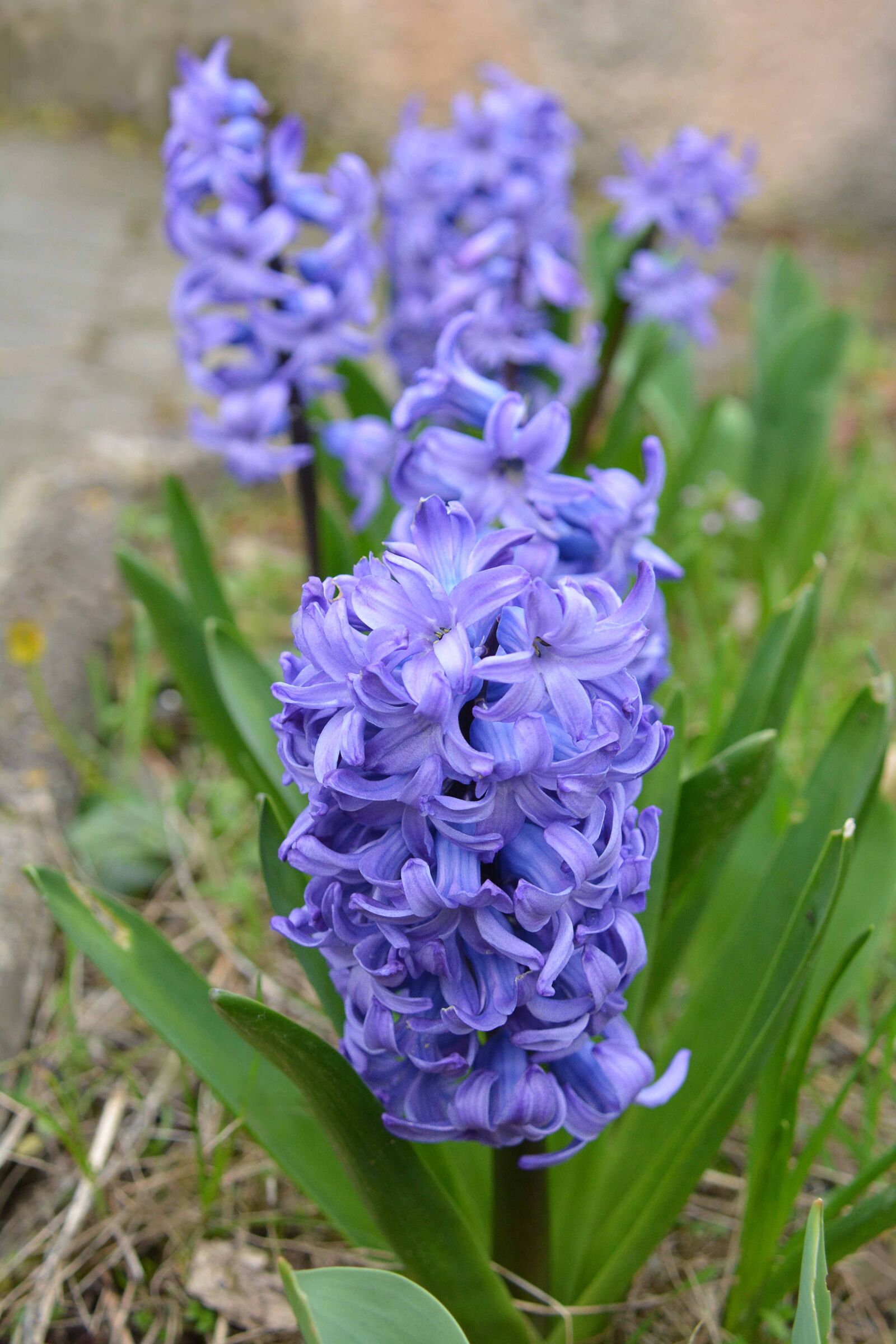 Nikon D7100 sample photo. Nature, flower, hyacinth photography