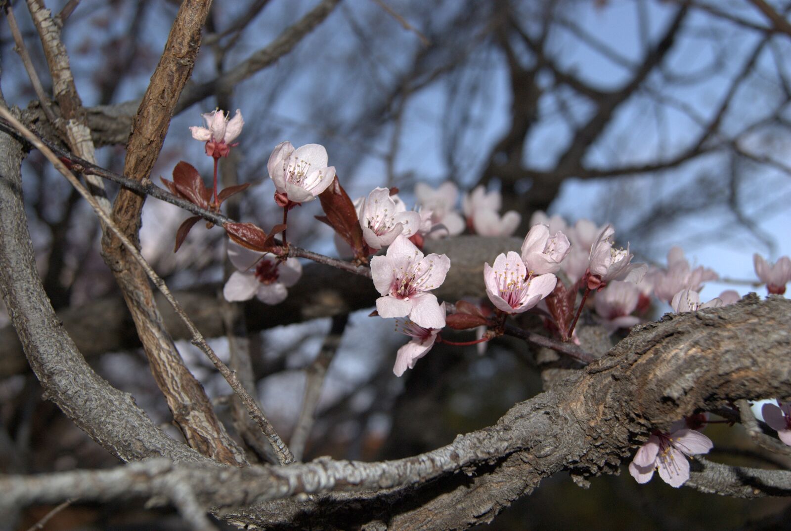 Sony Alpha DSLR-A330 sample photo. Pink, flowers, blossoms photography