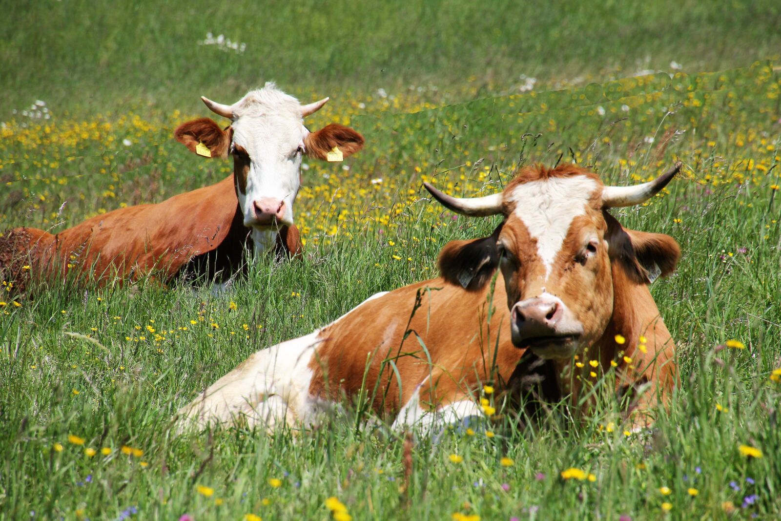 Canon EOS 60D + Tamron 16-300mm F3.5-6.3 Di II VC PZD Macro sample photo. Cow, cows, beef photography