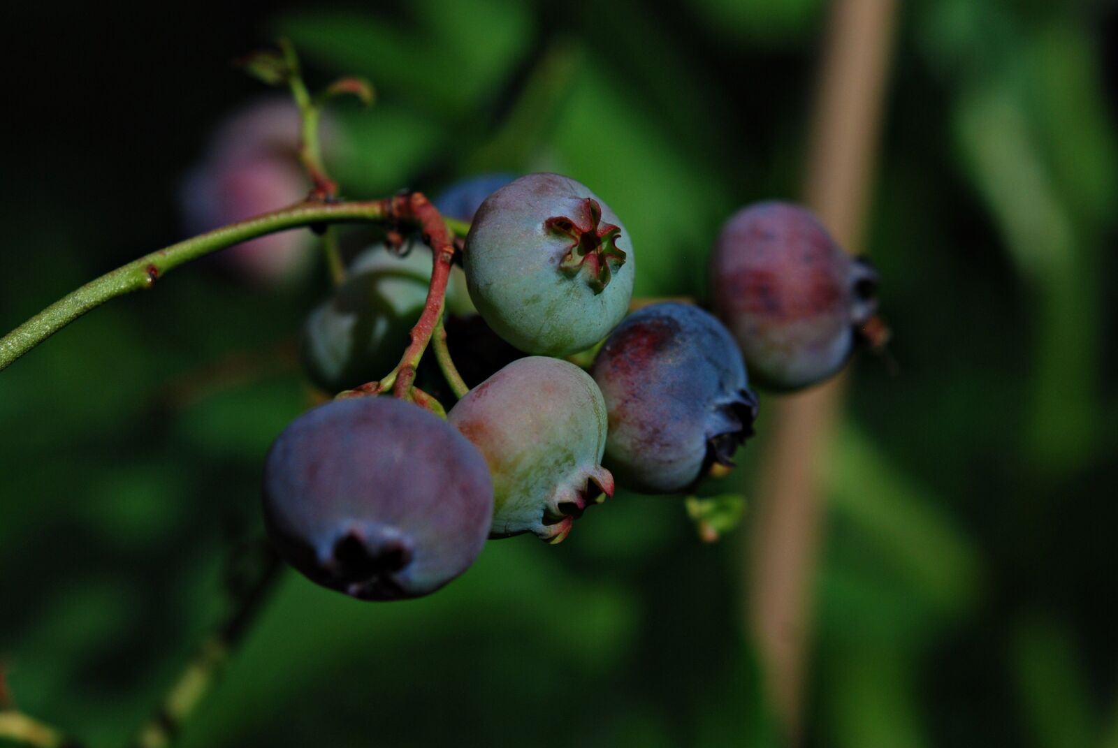 Nikon D80 sample photo. Garden, fruit, bilberry american photography
