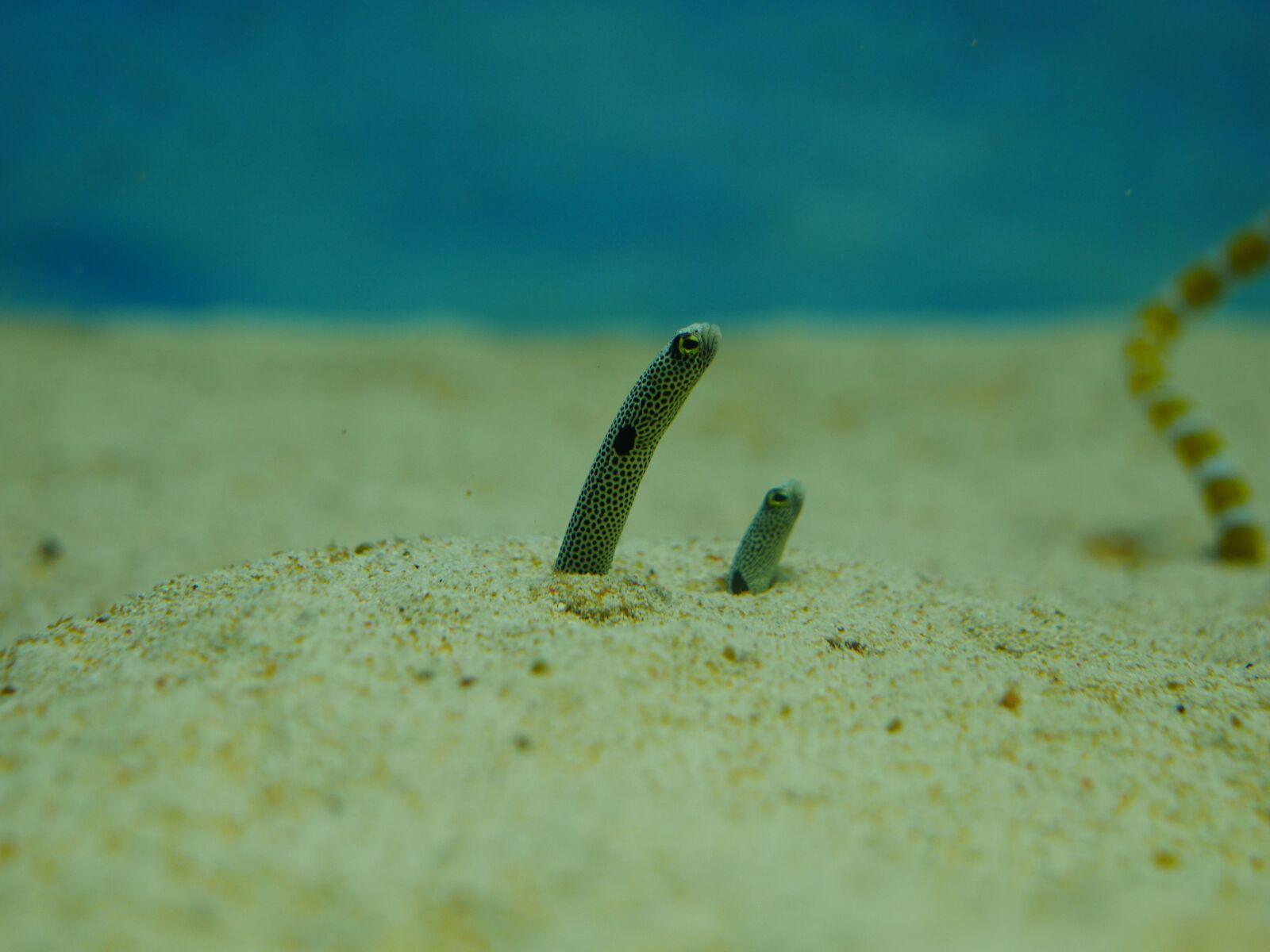 Panasonic Lumix DMC-GX7 sample photo. Chin anago, eel, seabed photography