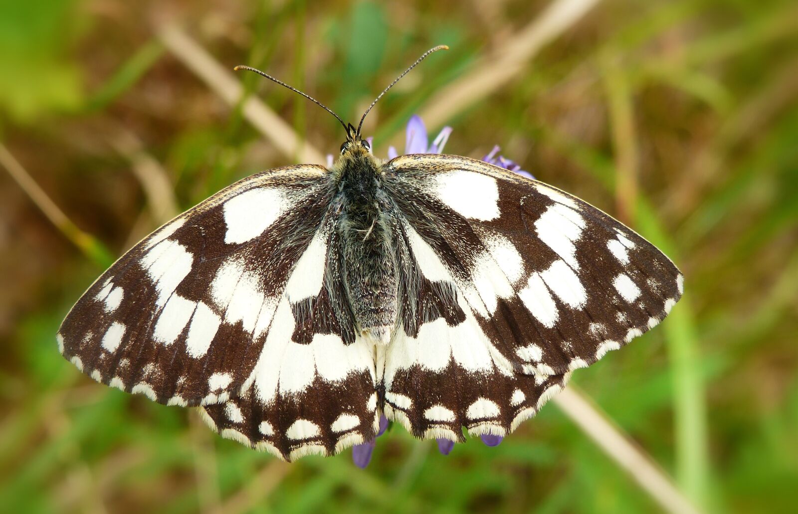 Panasonic Lumix DMC-FZ200 sample photo. Insect, butterfly day, nature photography