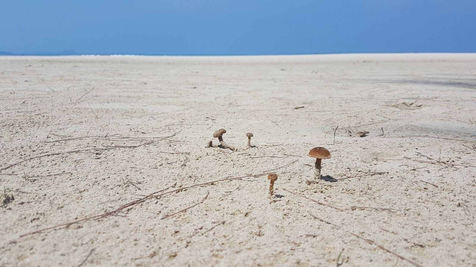 Samsung Galaxy S7 Edge sample photo. Sand, mushrooms, solitude photography