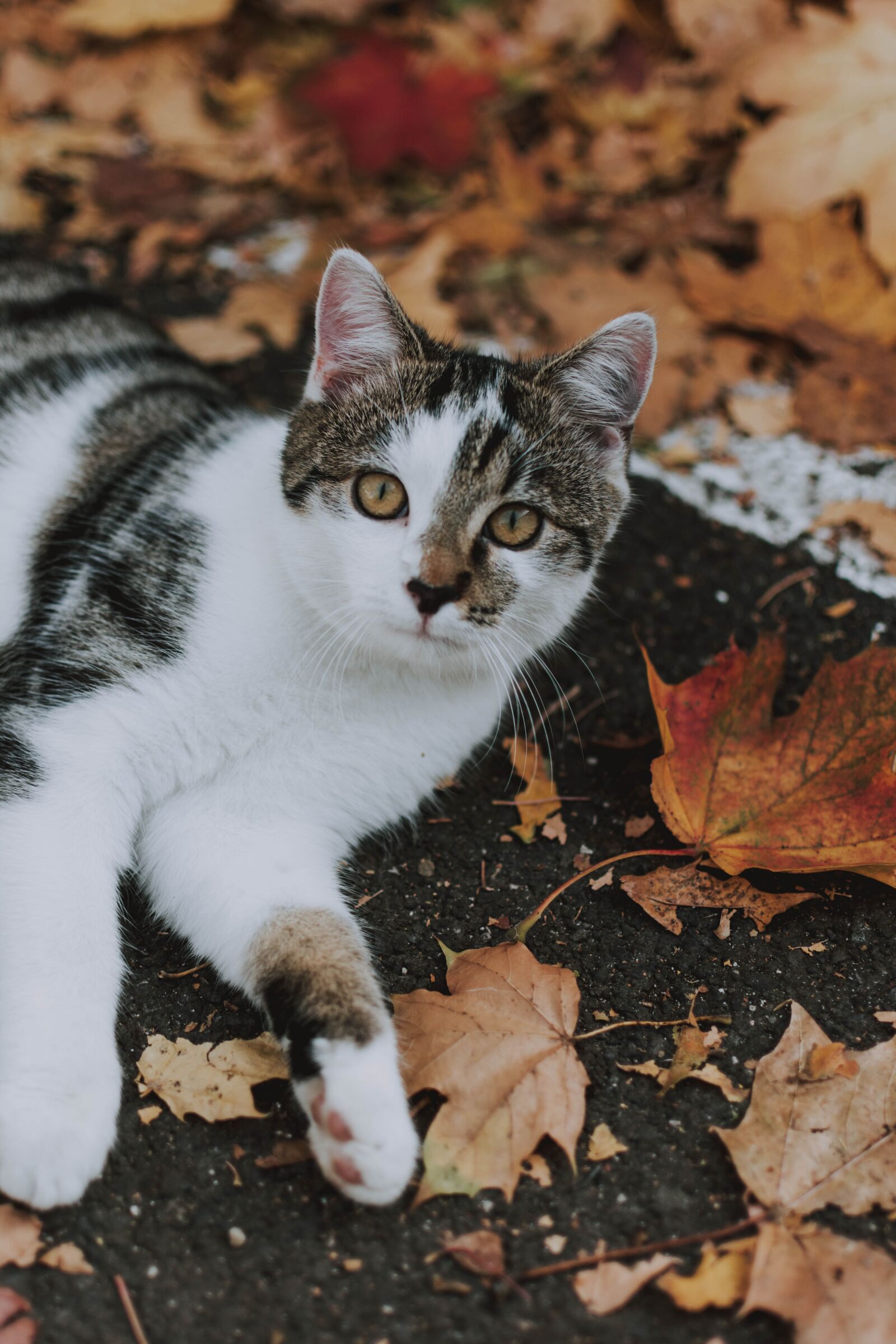 Nikon D5200 sample photo. Cat, leaves, nature photography
