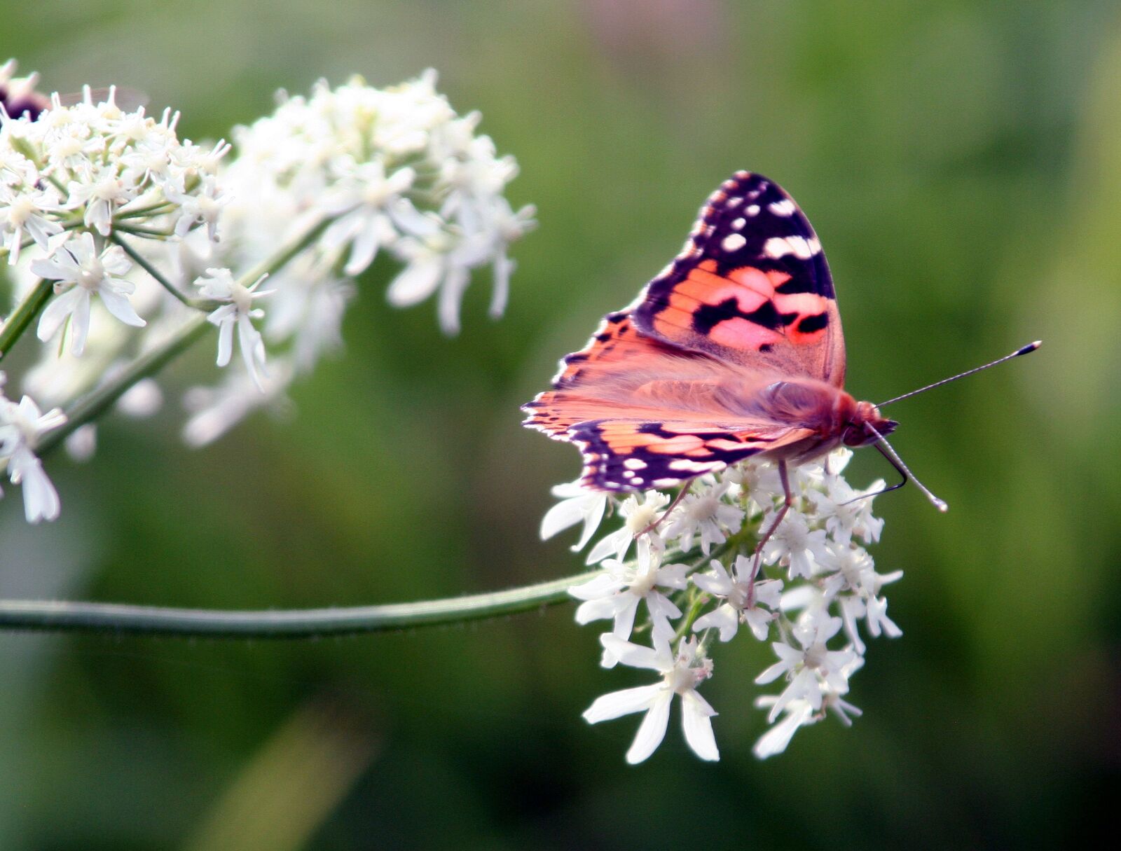 Canon EOS 350D (EOS Digital Rebel XT / EOS Kiss Digital N) sample photo. Butterfly, wing, flowers photography