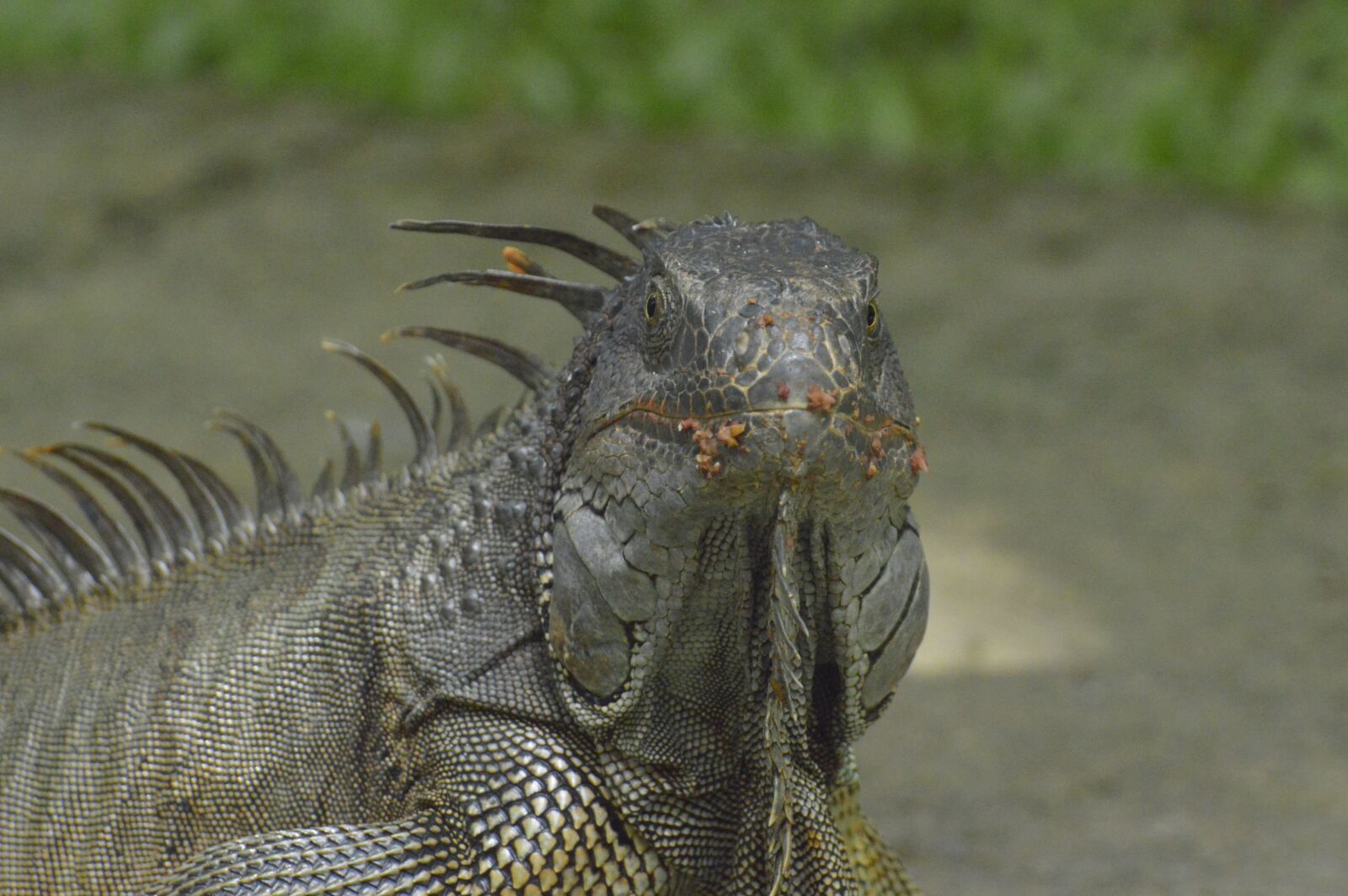 Nikon D3200 sample photo. Iguana, reptile, costa rica photography