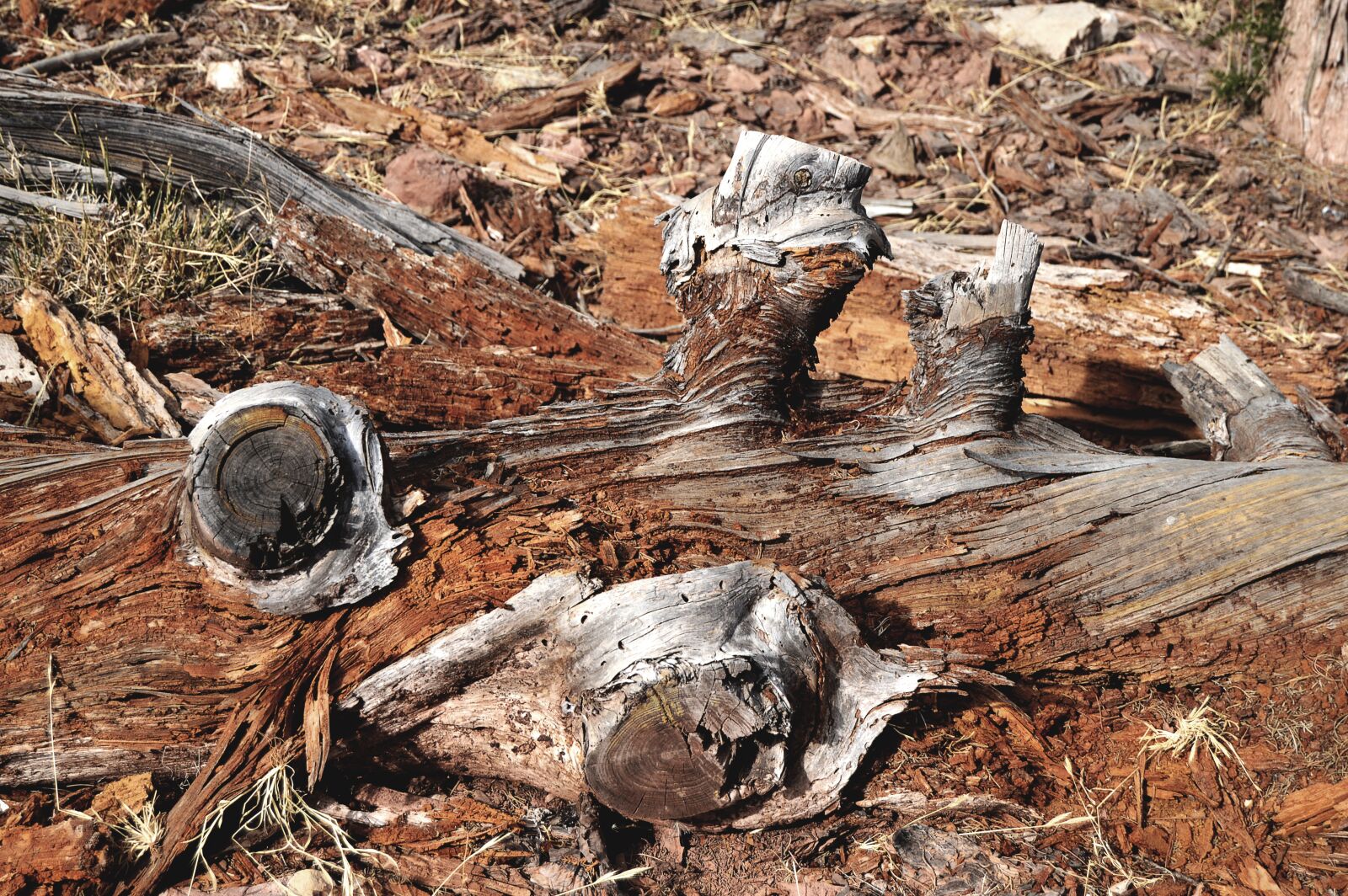 Nikon D3200 sample photo. Trunk rotten, trunk, trunk photography