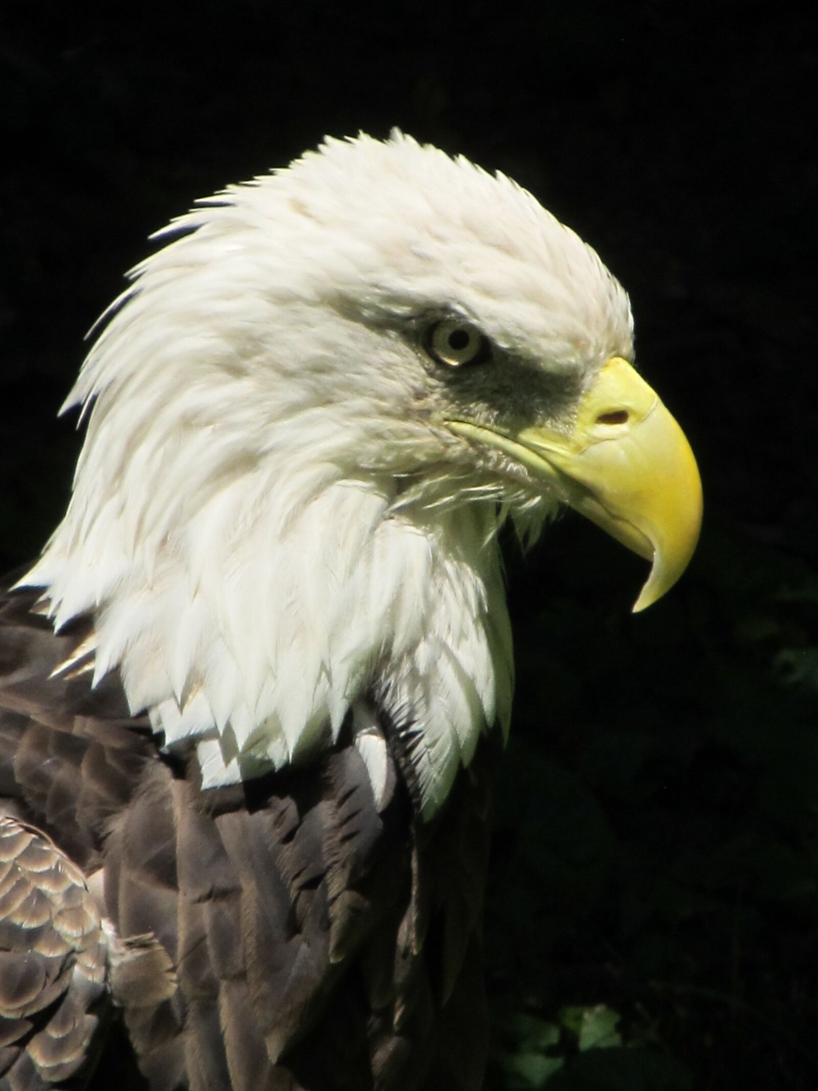 Canon PowerShot SX130 IS sample photo. Bald eagle, close up photography
