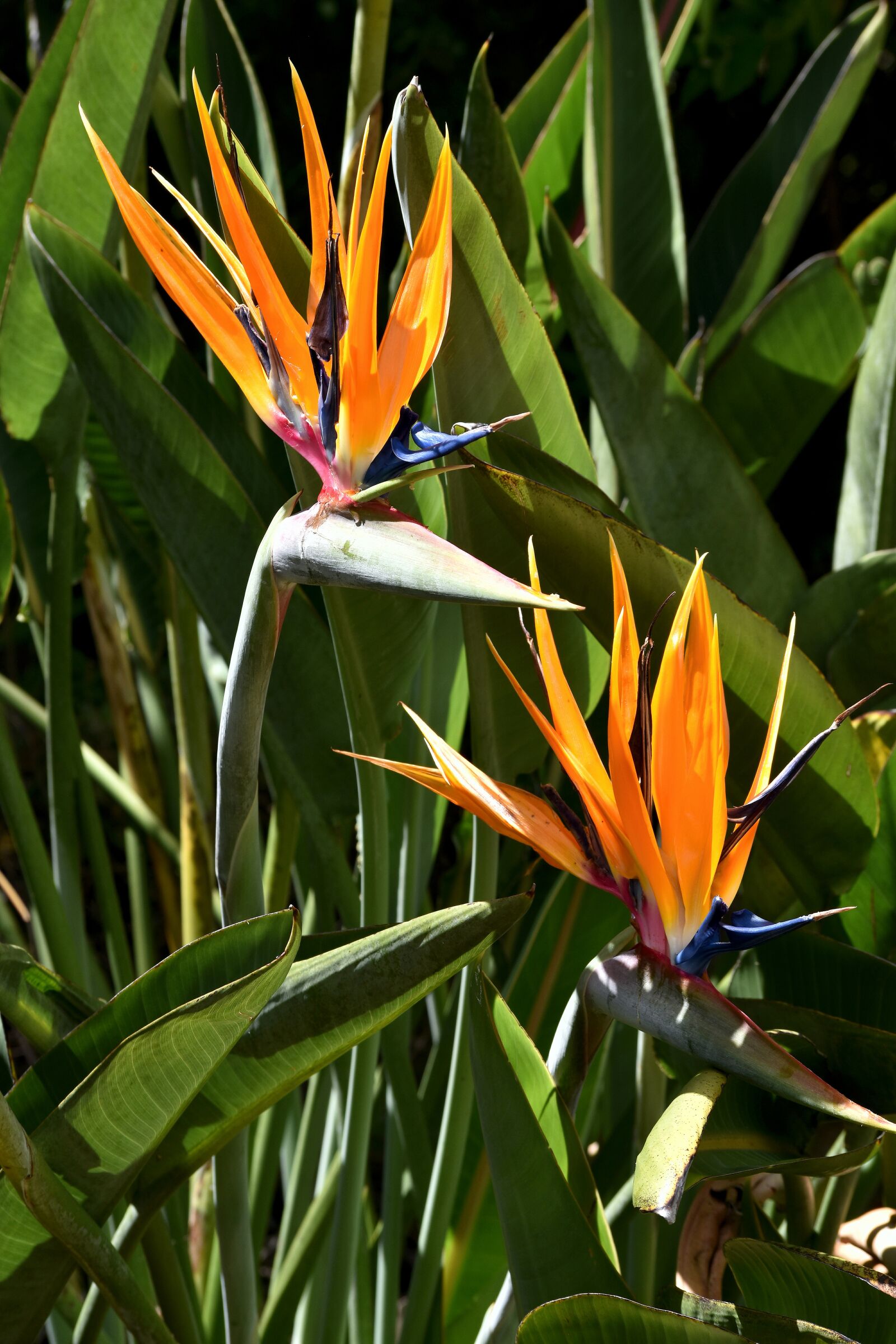 Nikon D5500 sample photo. Strelitzia, crane flower, bloom photography